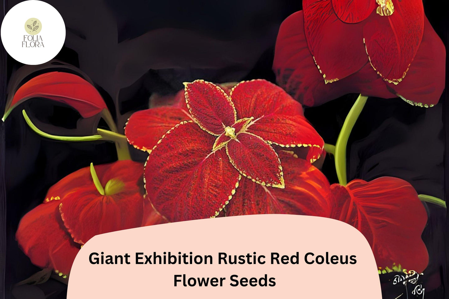 Giant Rustic Red Coleus Seeds | Shade Garden Bedding Annual | Plectranthus scutellarioides