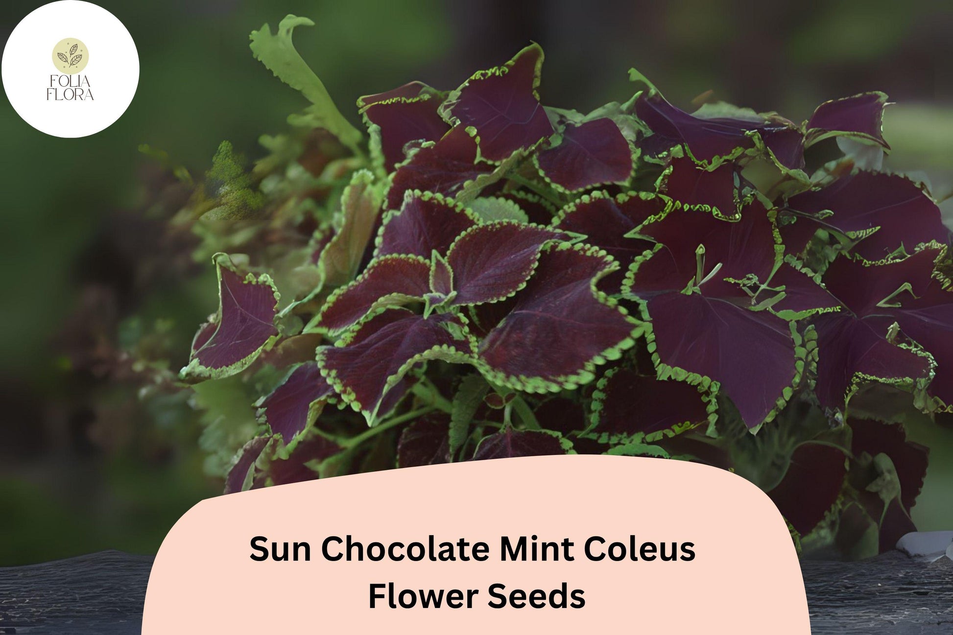 Chocolate Mint Coleus Seeds – 25+ Pack, Plectranthus scutellarioides, Bright Green & Brown Foliage, Sun & Shade Annual Plant