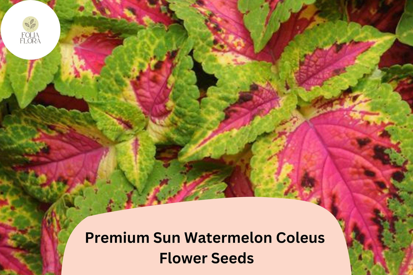 Watermelon Coleus Seeds | Pink & Green Foliage for Garden Beds & Containers | Plectranthus scutellarioides