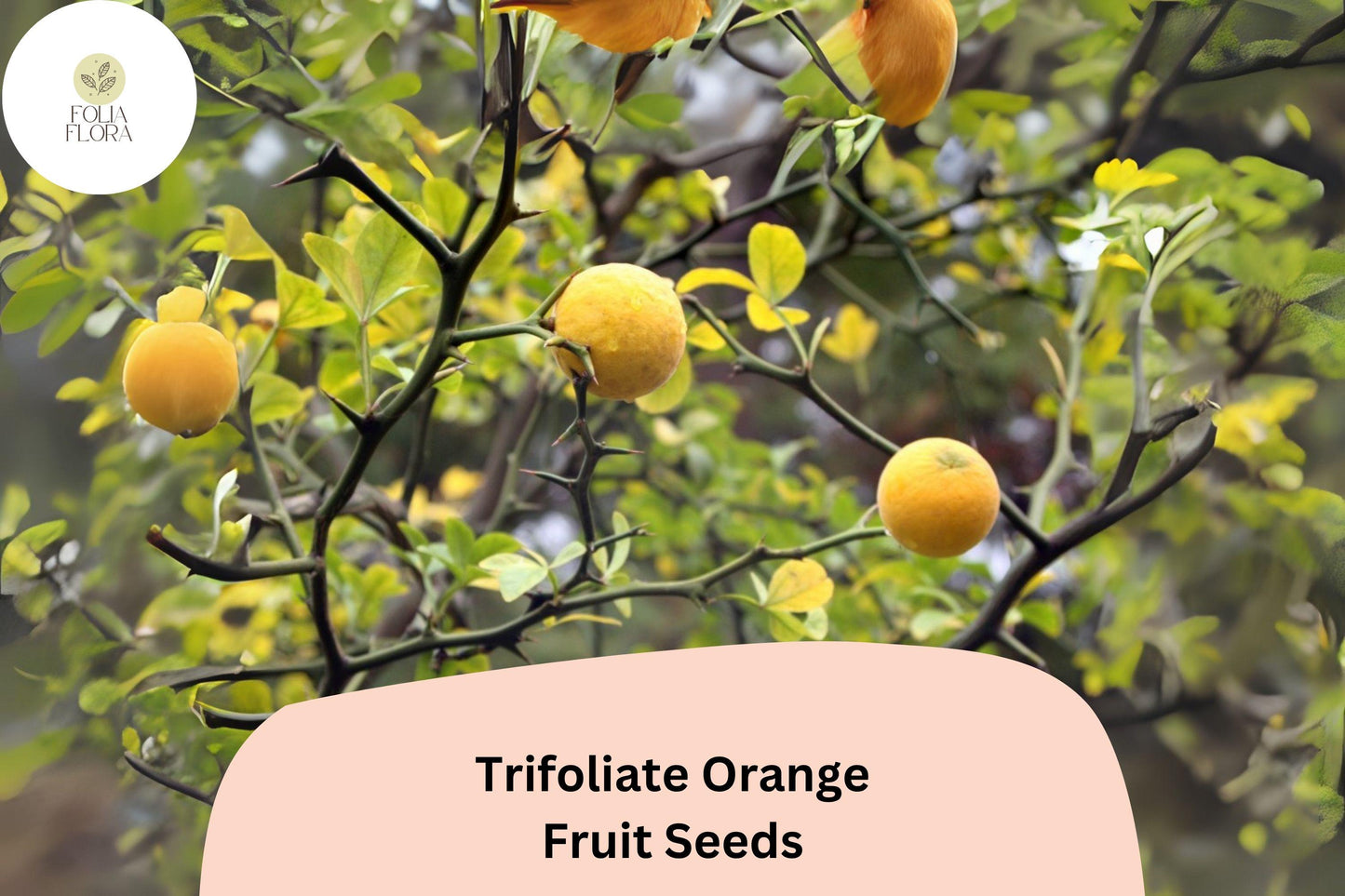 Trifoliate Orange Seeds, Cold Hardy Citrus for Rootstock & Ornamental Hedge, Poncirus trifoliata, 5+ Seeds