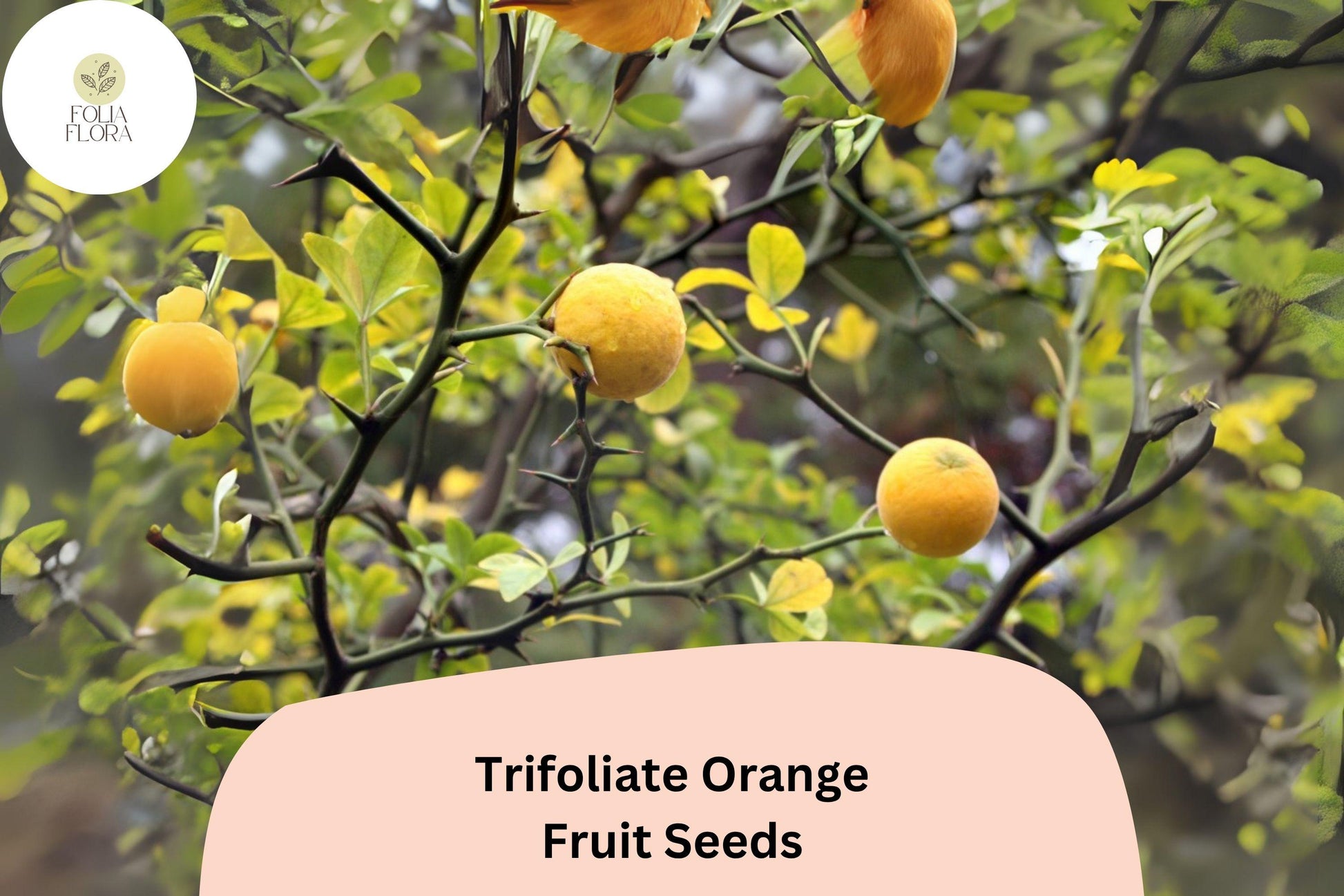 Trifoliate Orange Seeds, Cold Hardy Citrus for Rootstock & Ornamental Hedge, Poncirus trifoliata, 5+ Seeds