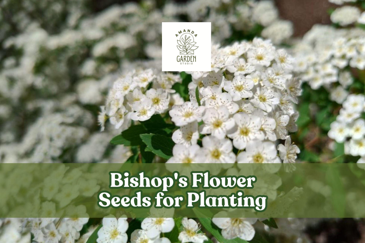 100 Bishop's Flower Seeds – White Ammi majus Annual Wildflower for Borders & Cut Flowers, Pollinator-Friendly
