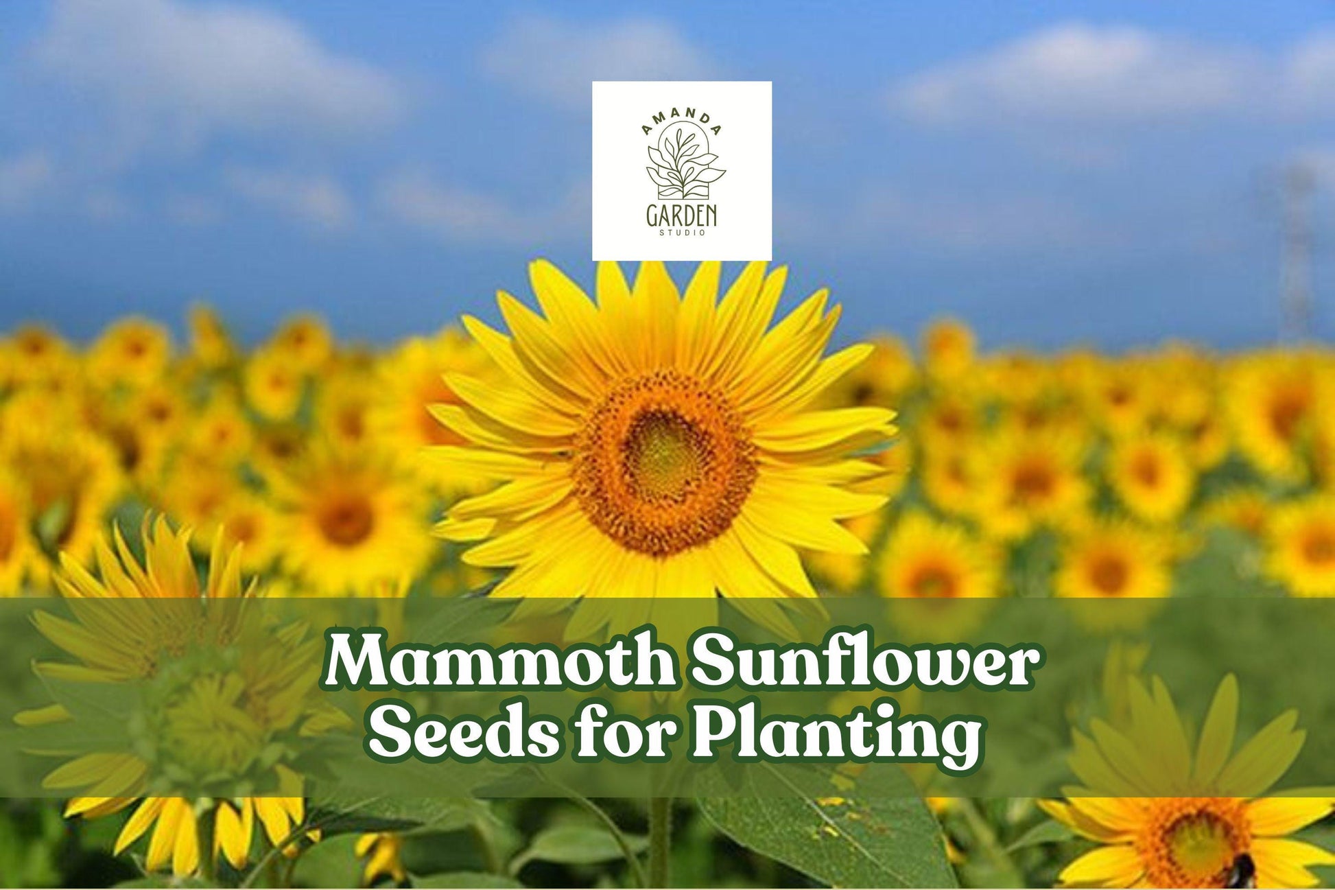 Mammoth Sunflower Seeds | Giant Yellow Blooms | Edible Seeds | Helianthus annuus | 100+ Pack