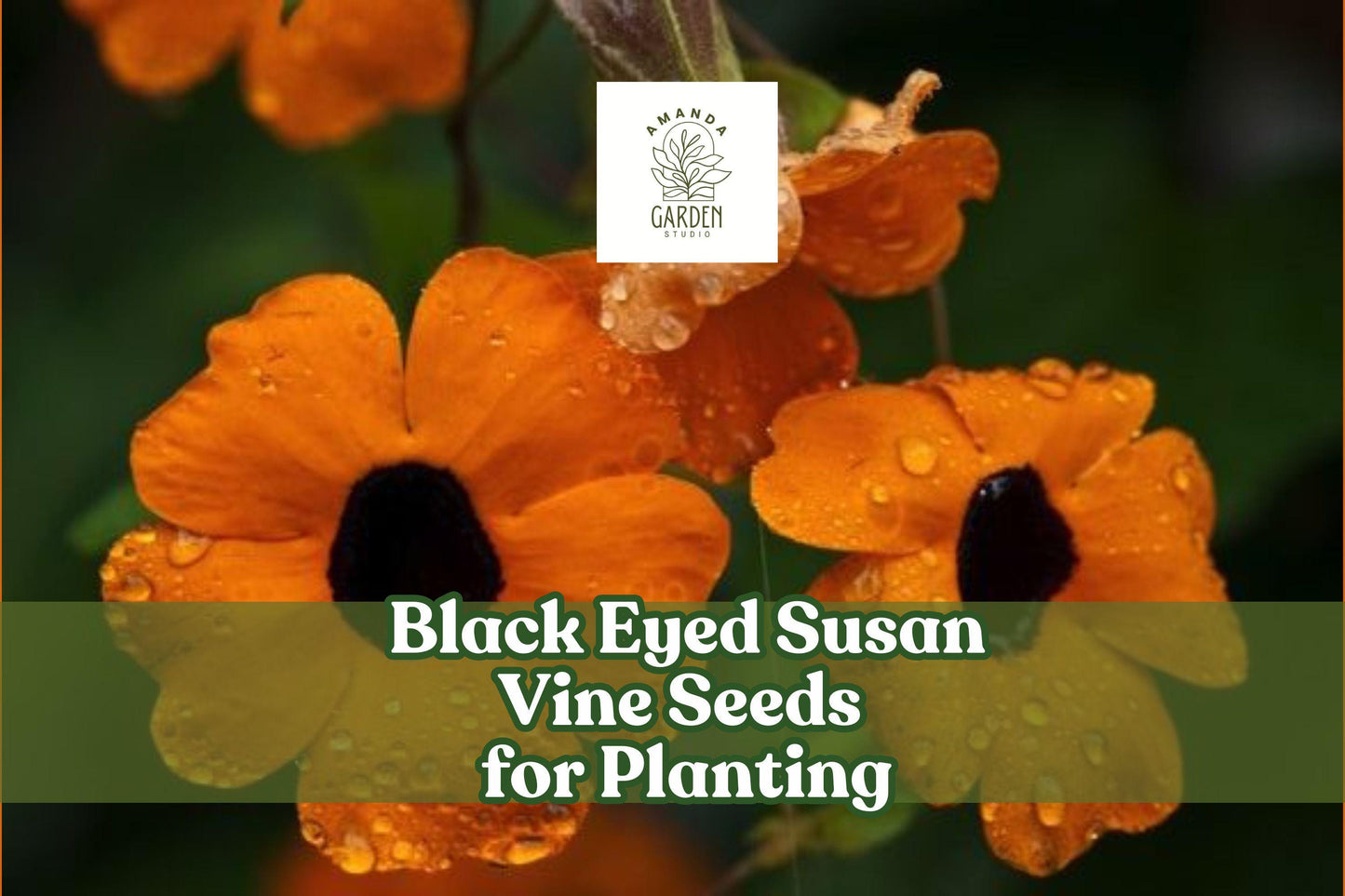 Black Eyed Susan Vine Seeds, Climbing Flower Seeds, Thunbergia alata, Bright Yellow Orange Apricot Blooms, Vertical Garden, Trellis Plant