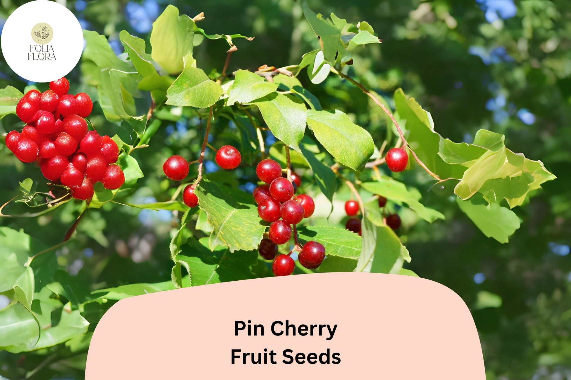 Pin Cherry Tree Seeds – Prunus pensylvanica, Native North American Wild Edible Tree, Small Red Cherries, Wildlife-Friendly, Reforestation