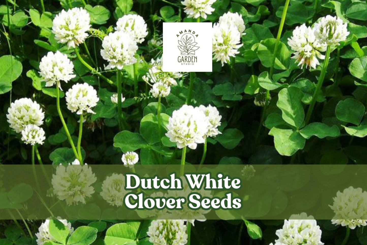 Dutch White Clover Seeds - Perennial Ground Cover, Lawn Alternative, Pollinator-Friendly, Trifolium repens, 500 Seeds