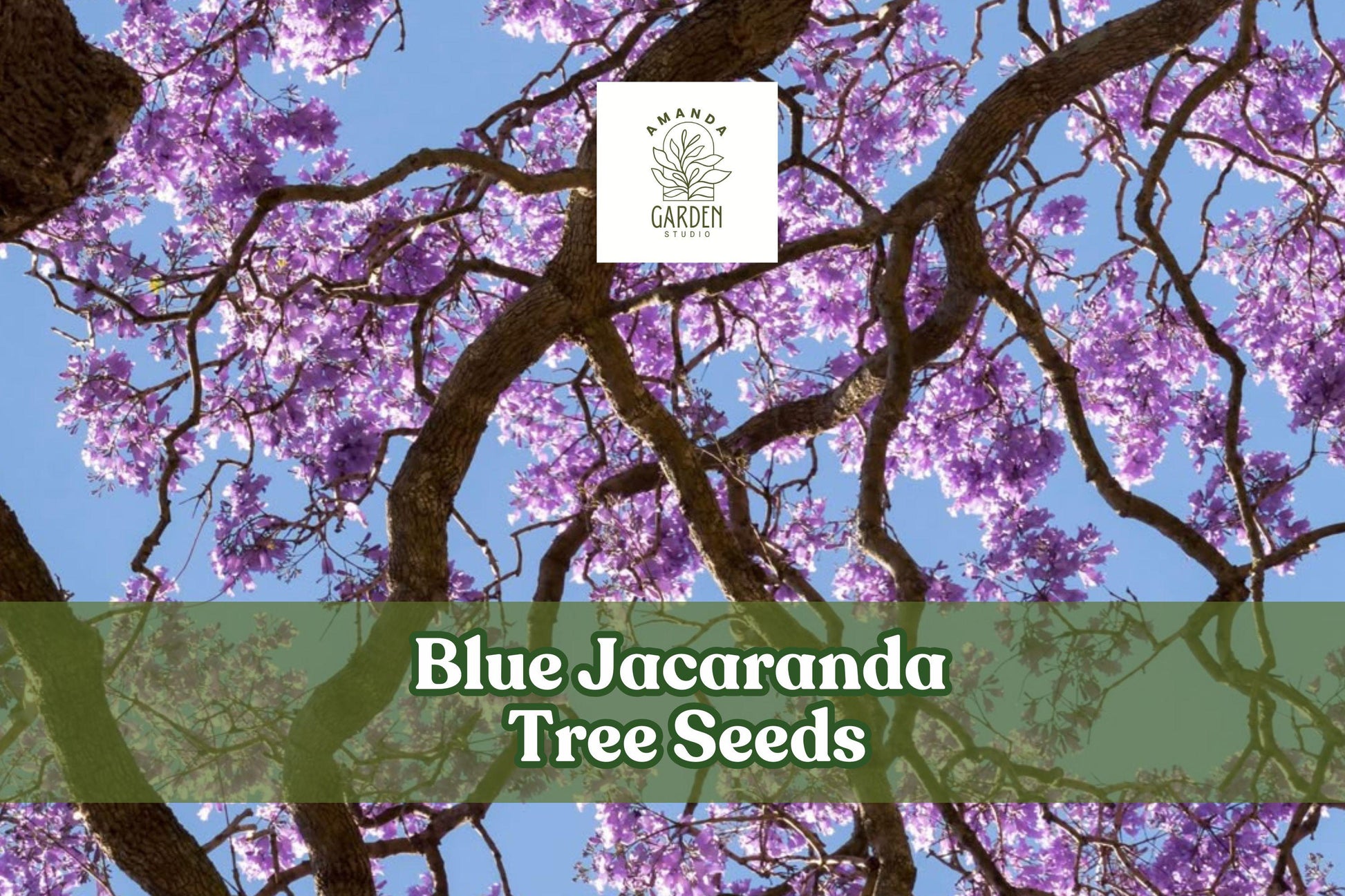 Blue Jacaranda Tree Seeds - Exotic Lavender-Blue Blooms, Ornamental Flowering Tree, Jacaranda mimosifolia, Tropical Garden Plant