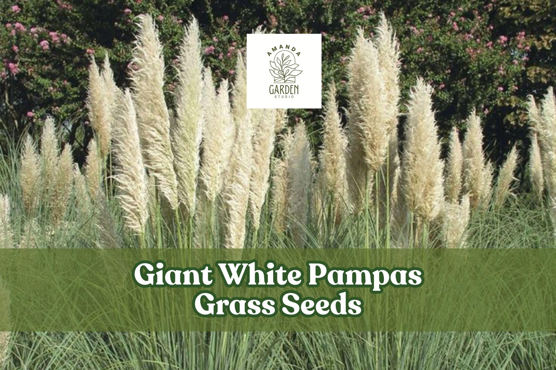 Giant White Pampas Grass Seeds | Ornamental Tall Grass for Landscaping & Dried Arrangements | Cortaderia selloana