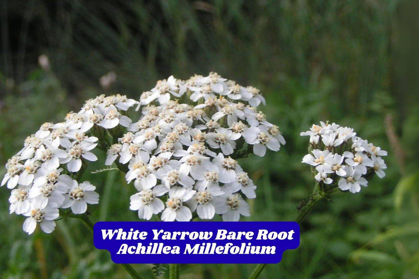 White Yarrow Bare Root Plant – 4-6 Inches, Achillea millefolium, Hardy Perennial Herb for Garden Beds and Borders