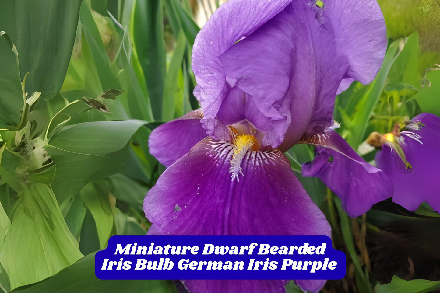 Dwarf Purple Bearded Iris Bulb, Miniature Perennial Flower, Iris germanica, Spring Bloom, Container & Border Plant