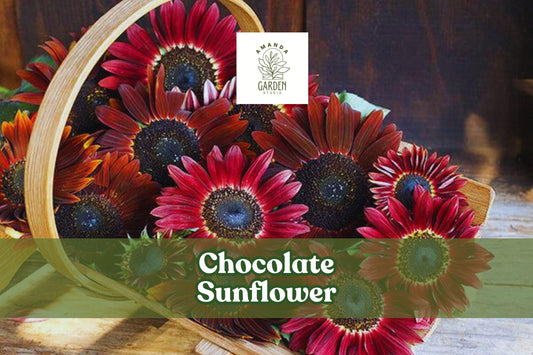 Chocolate Sunflower Seeds - Helianthus annuus - Dark Red Burgundy Blooms for Pollinators, Cut Flowers, Garden Borders