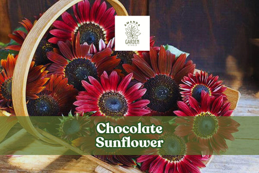 Chocolate Sunflower Seeds – Helianthus annuus, Dark Red Burgundy Blooms, Pollinator Attracting, Full Sun, 100 Seeds