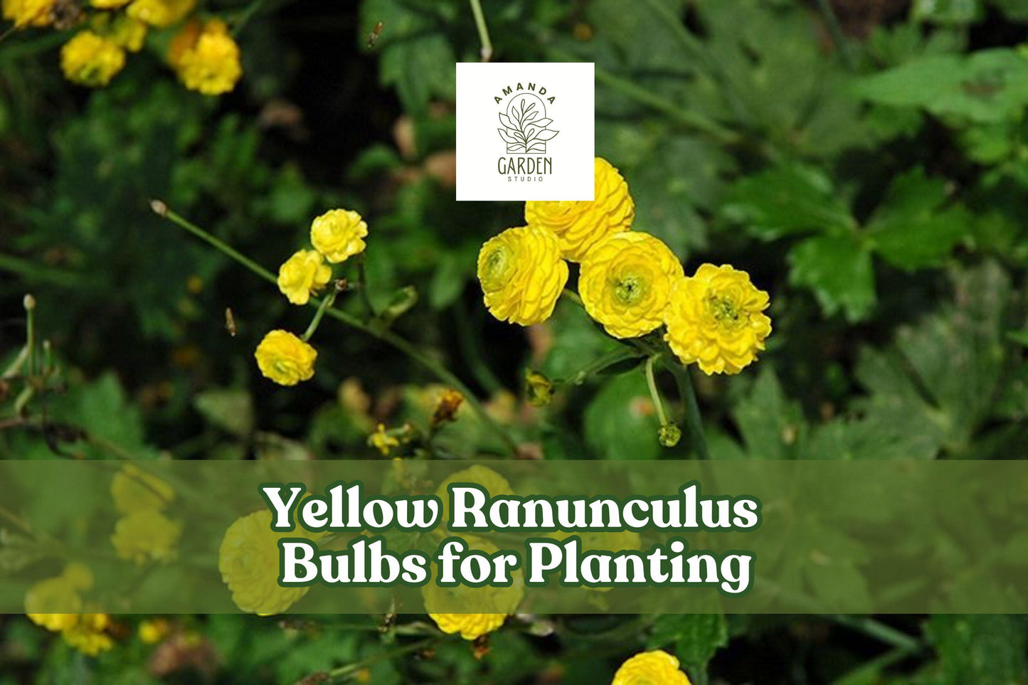 Yellow Ranunculus Bulbs – Spring-Blooming Flower Bulbs for Pots & Gardens – Ranunculus asiaticus, Bright Yellow, Cut Flowers