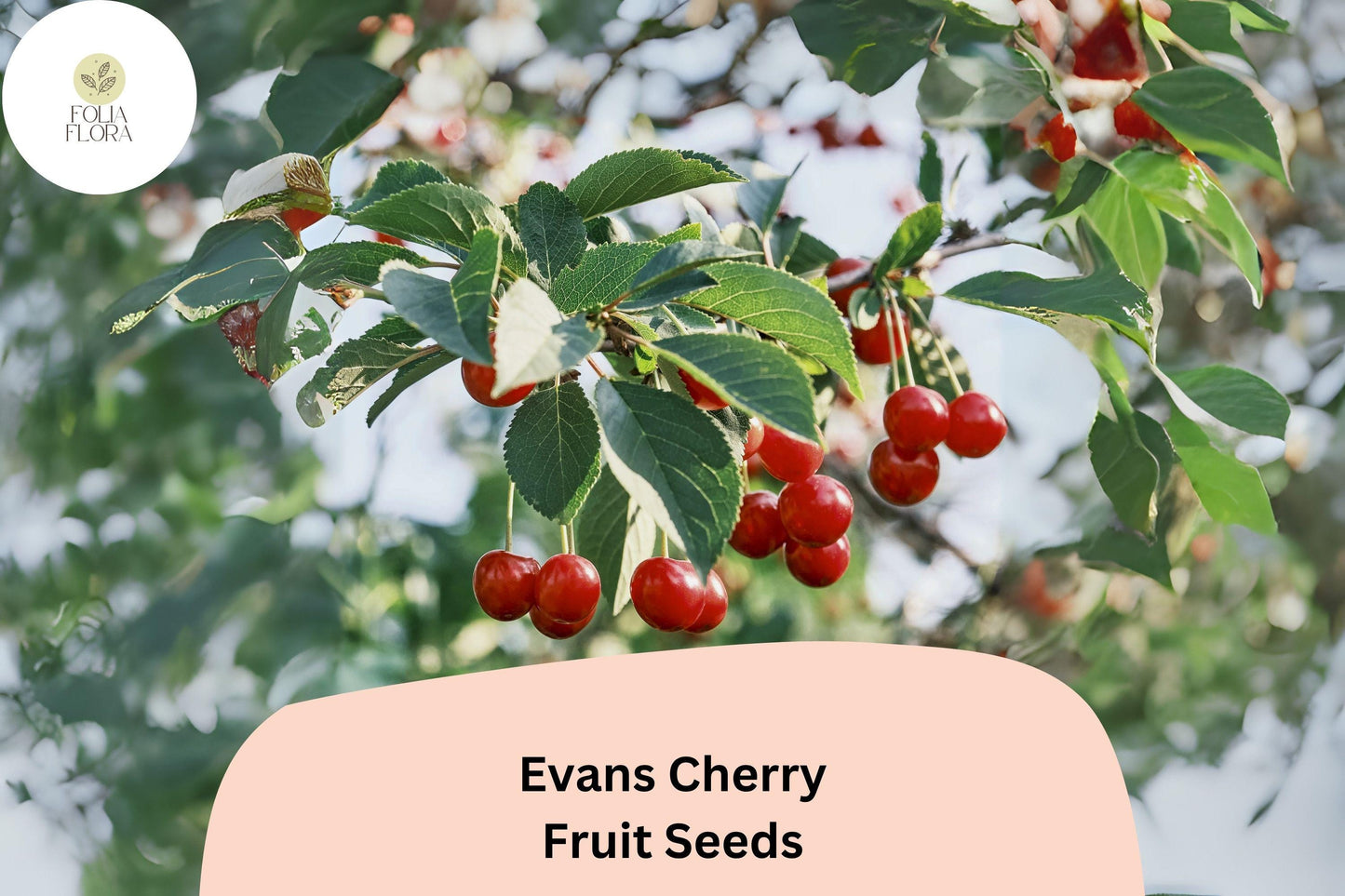 Evans Cherry Tree Seeds | Cold Hardy Sour Cherry Prunus cerasus ‘Evans’ for Small Gardens & Orchards