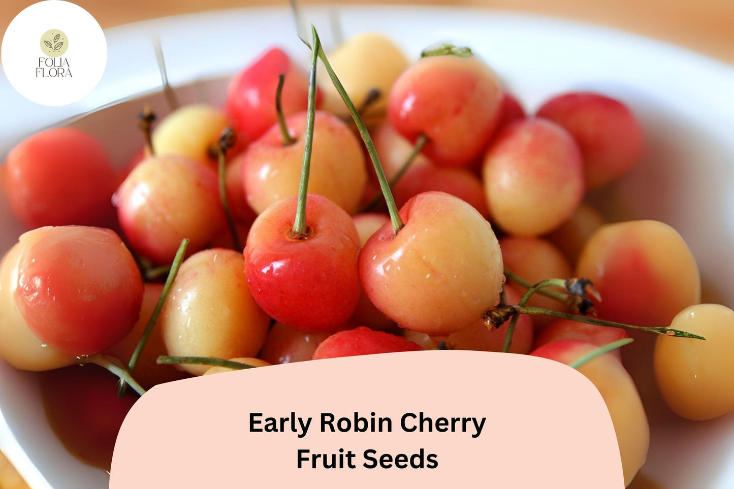 Early Robin Cherry Tree Seeds, Fruit Tree Seed, Bright Red Sweet Cherries, Prunus avium 'Early Robin'