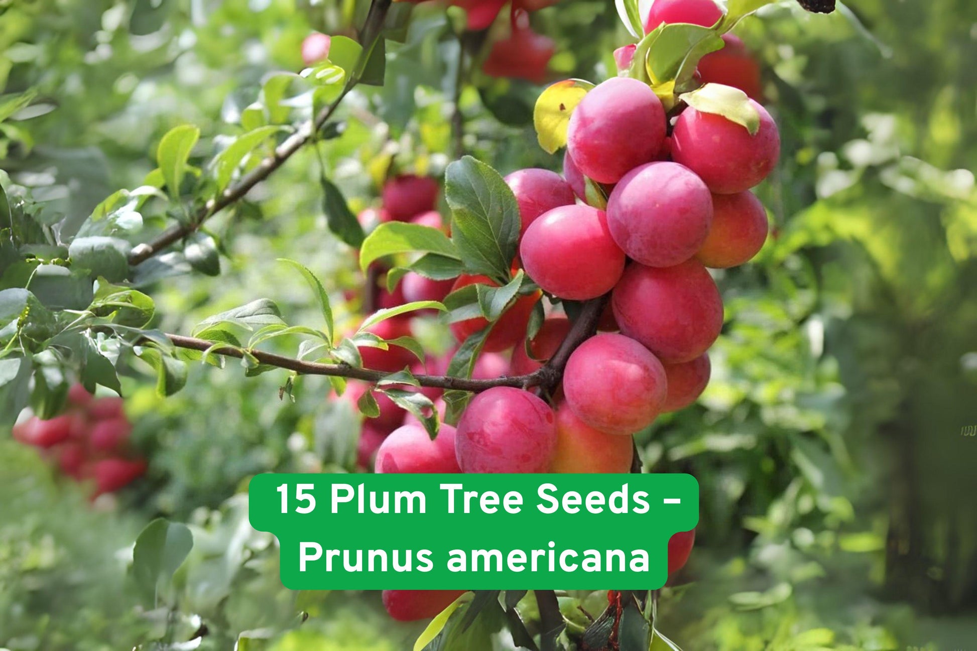 American plum seeds, edible fruit seeds, orchard tree seeds, juicy plum seeds, hardy fruit tree seeds, spring blossom seeds, backyard fruit seeds, homegrown fruit seeds, USDA zone 3-8 seeds, fruit preservation seeds, bonsai tree seeds, summer harvest seeds, garden fruit starter