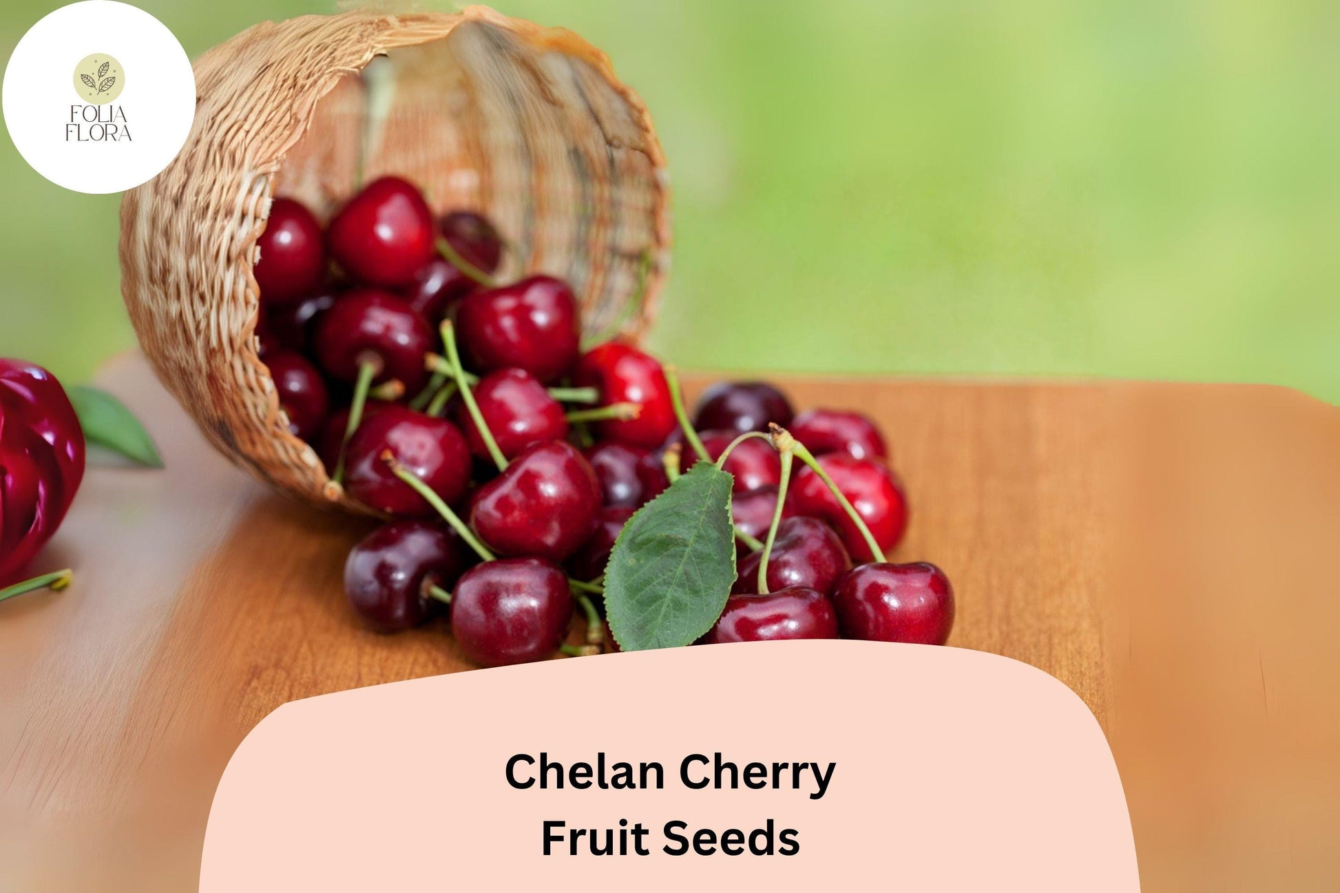 Chelan Cherry Seeds | Fruit Tree Seeds for Early Season Sweet Cherries | Prunus avium ‘Chelan’