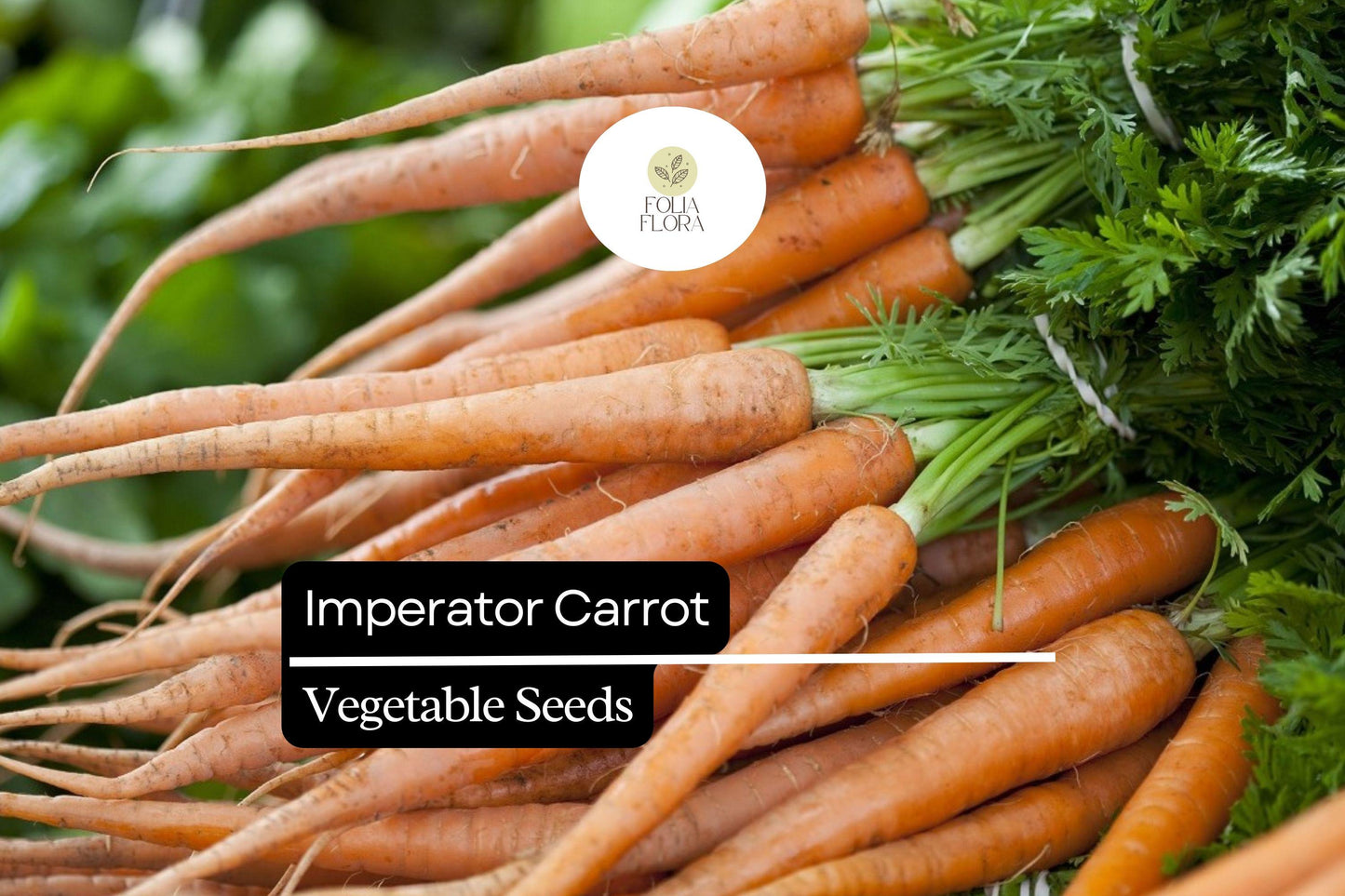 Imperator Carrot Seeds 1000+ | Sweet, Long, Slender Roots | Daucus carota subsp. sativus