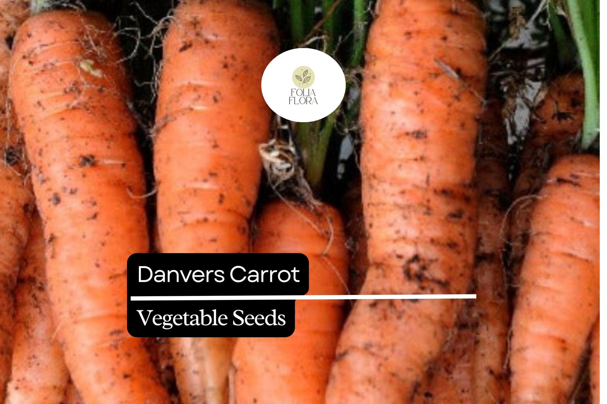 Danvers Carrot Seeds | Heirloom Root Vegetable Pack | Daucus carota subsp. sativus | Full Sun, Well-Drained Soil