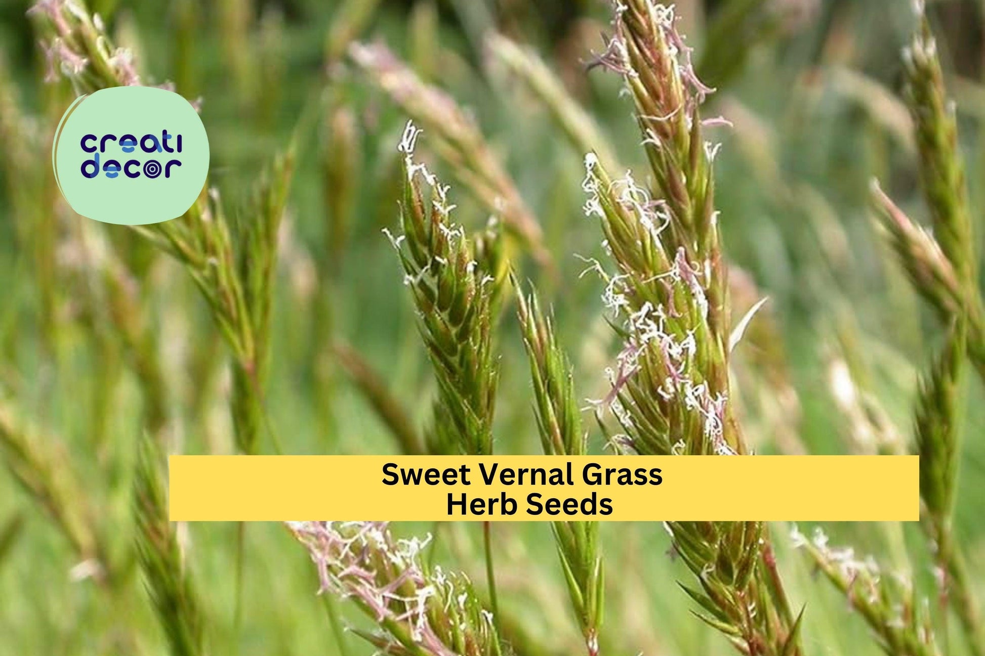 300 Sweet Vernal Grass Seeds – Fragrant Perennial Grass for Lawns, Meadows, and Natural Landscaping – Anthoxanthum odoratum