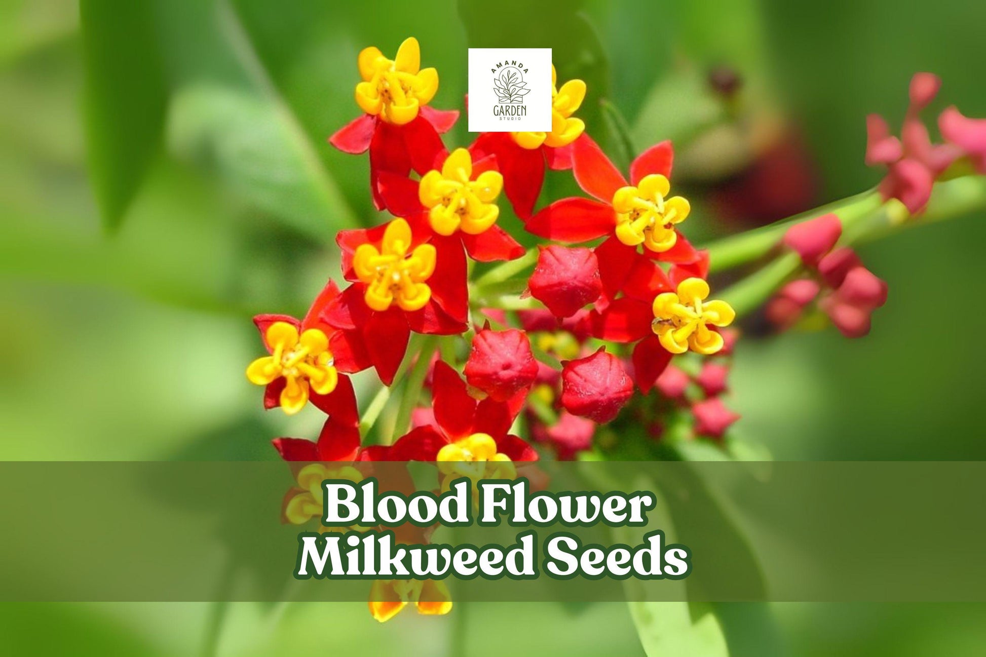 Blood Flower Milkweed Seeds – Asclepias curassavica – Vibrant Red and Orange Flowers, Monarch Butterfly Host Plant, Pollinator Attractant