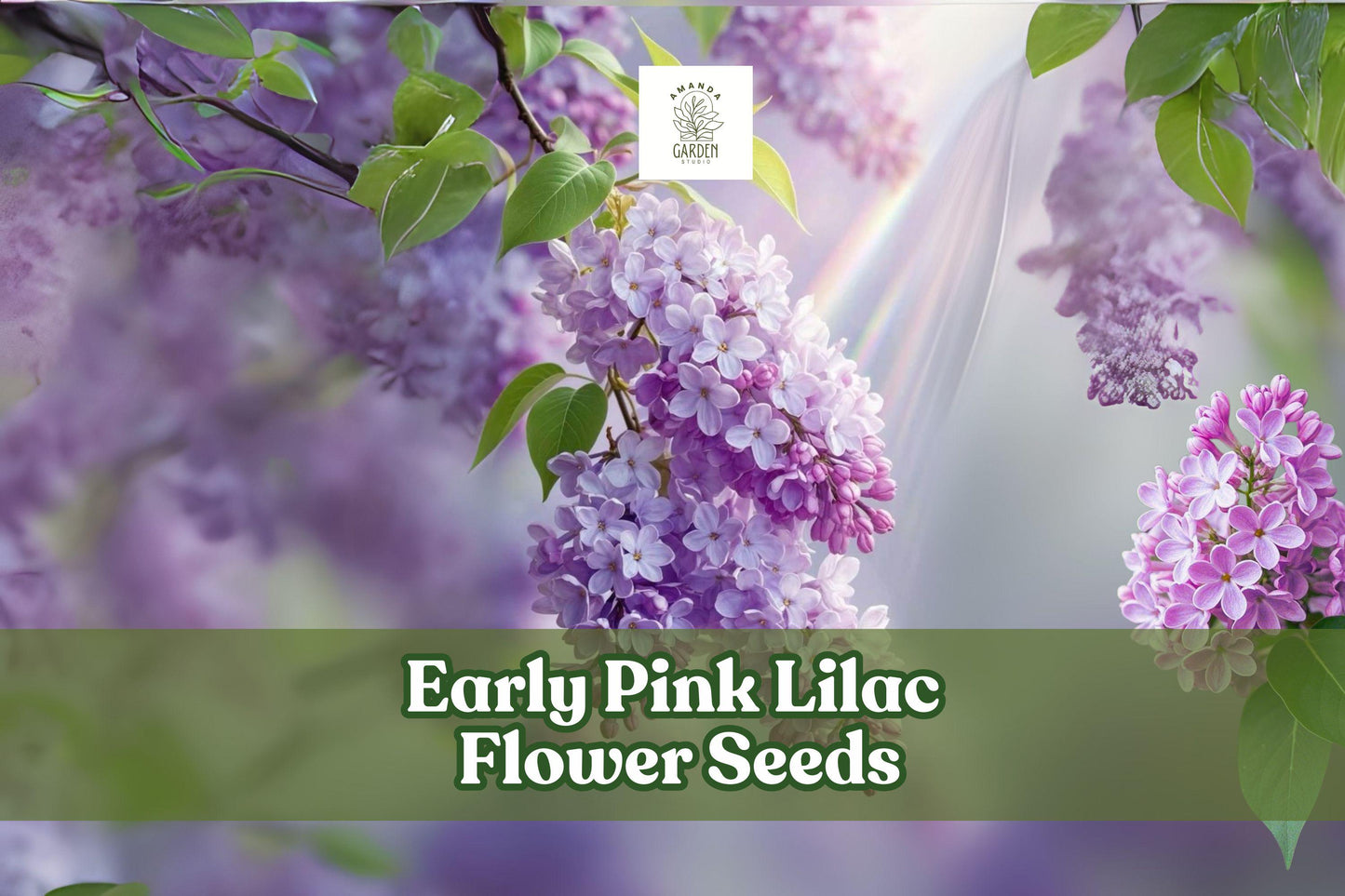 Early Pink Lilac Seeds – Fragrant Pink Blooms for Hedges, Borders & Cut Flowers – Syringa vulgaris