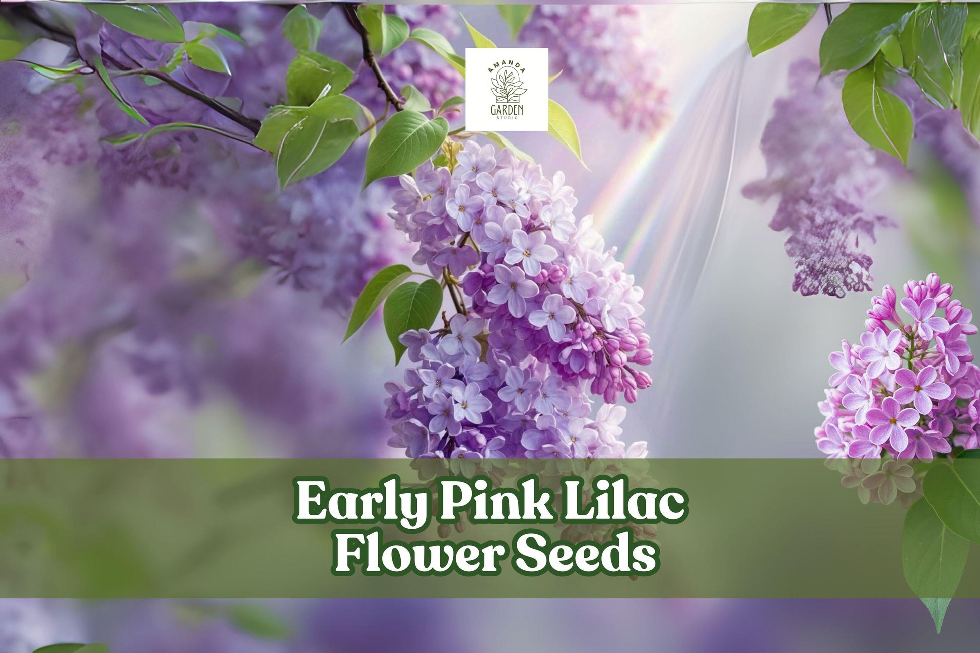 Early Pink Lilac Seeds – Fragrant Pink Blooms for Hedges, Borders & Cut Flowers – Syringa vulgaris