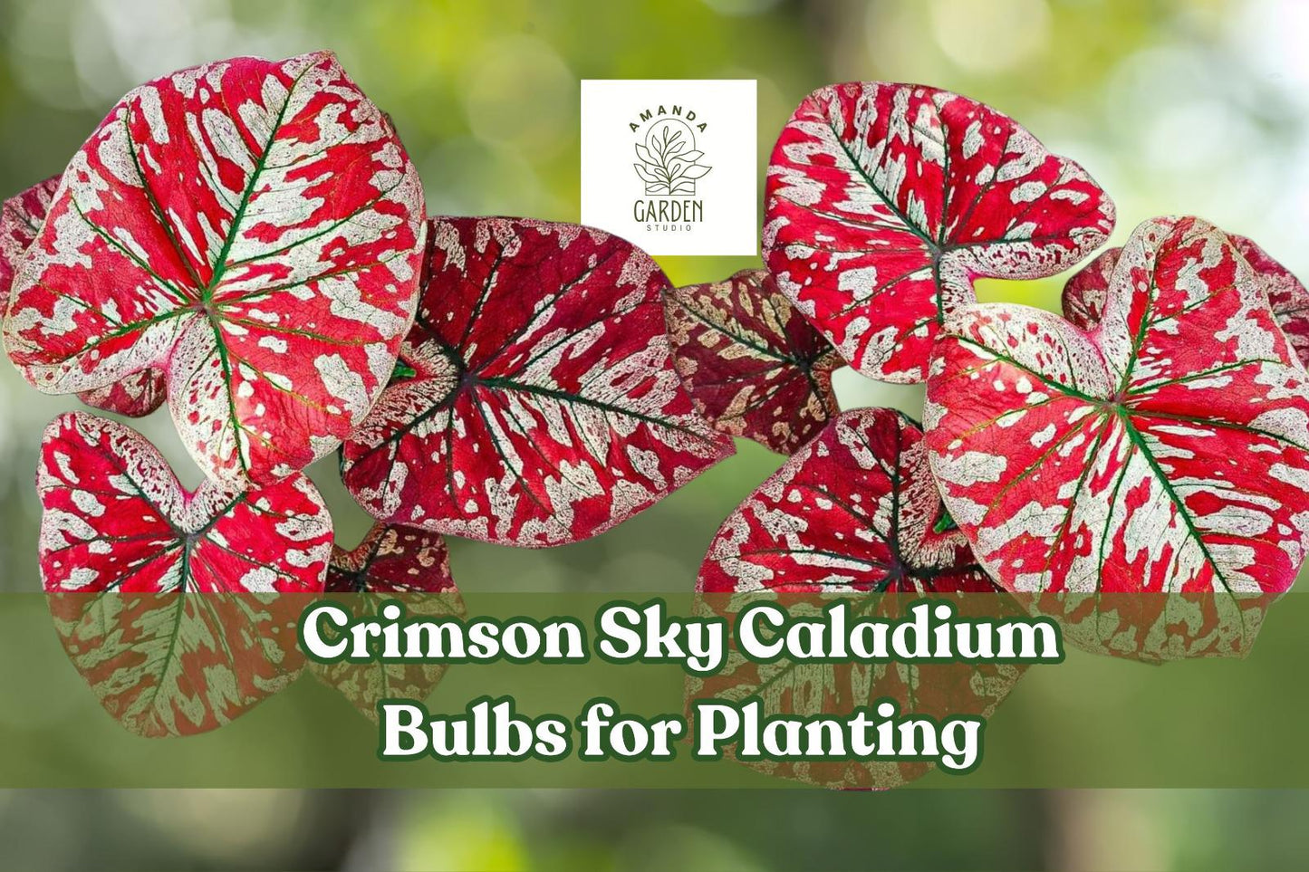Crimson Sky Caladium Bulbs – Red & Green Foliage, Shade-Loving Perennial, Zones 9-11
