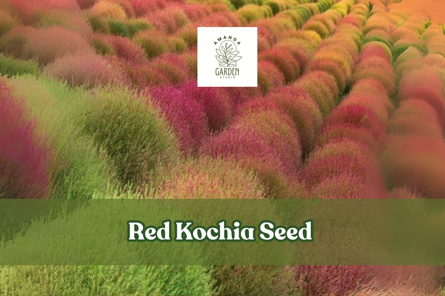 Red Kochia Seeds - Exotic Mexican Fire Plant, Bassia scoparia, Drought-Tolerant Annual for Borders & Containers