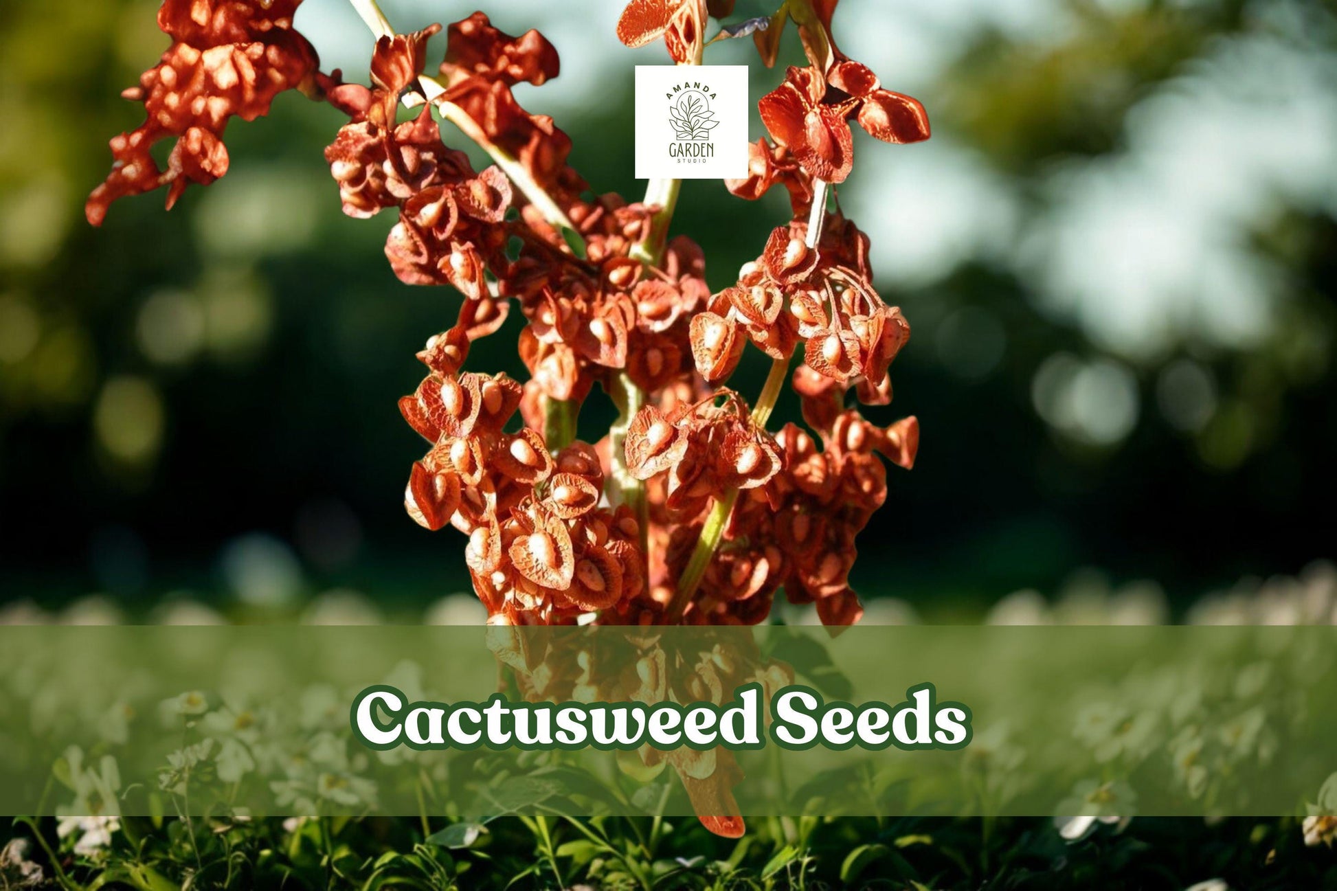 Cactusweed Seeds – Rumex crispus Curly Dock Perennial Herb for Wildlife Gardens & Drought Tolerance