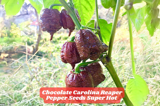 Chocolate Carolina Reaper Seeds – Super Hot Capsicum chinense, Rich Chocolate-Brown Pods, Cross of Ghost Pepper & Habanero, USA Grown