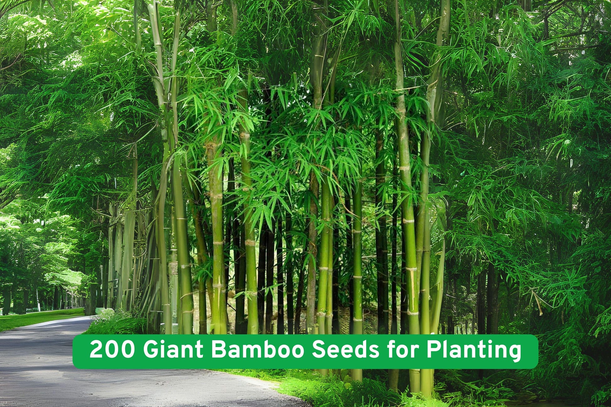 Moso Bamboo Seeds, Giant Bamboo Seeds, Privacy Screen Seeds, Fast Growing Bamboo, Cold Hardy Bamboo, Ornamental Bamboo Seeds, Container Bamboo Seeds, Green Culms Seeds, Landscaping Bamboo, Windbreak Plant Seeds, Perennial Grass Seeds, Clumping Bamboo Seeds, Temperate Climate Bamboo