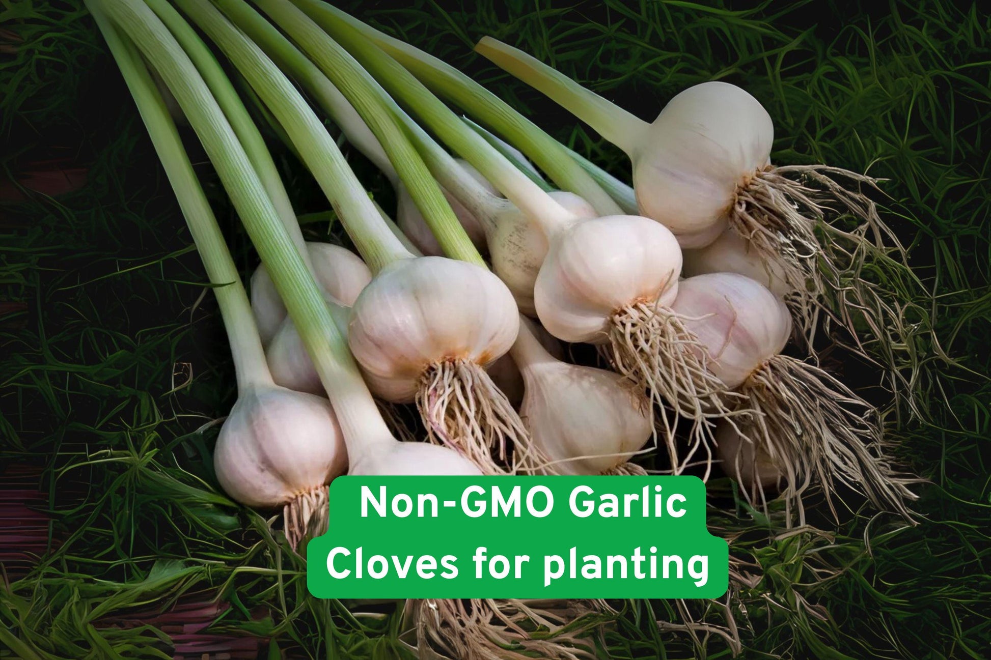 heirloom garlic cloves, non-GMO garlic bulbs, organic garlic seeds, kitchen gardening garlic, garlic for planting, white garlic bulbs, garlic seed packets, gourmet garlic variety, easy grow garlic, home garden garlic, culinary garlic bulbs, garlic for organic gardens, garlic seed starter