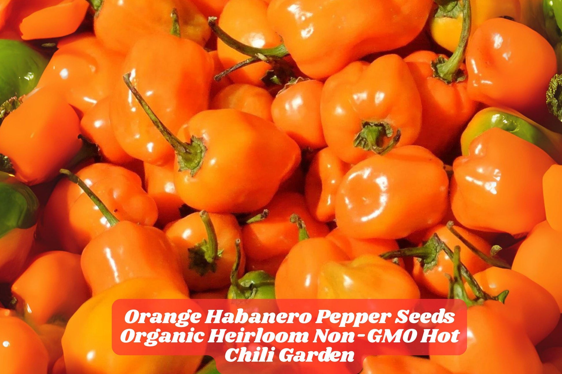 Organic Orange Habanero Pepper Seeds | Heirloom Chili Seeds for Spicy Garden, Non-GMO, Full Sun, 100 Pack