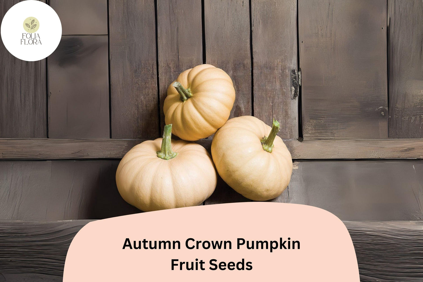 Autumn Crown Pumpkin Seeds | Cucurbita Maxima | Long Storage, Nutty Flavor, Pale Buff Skin, 25+ Seeds