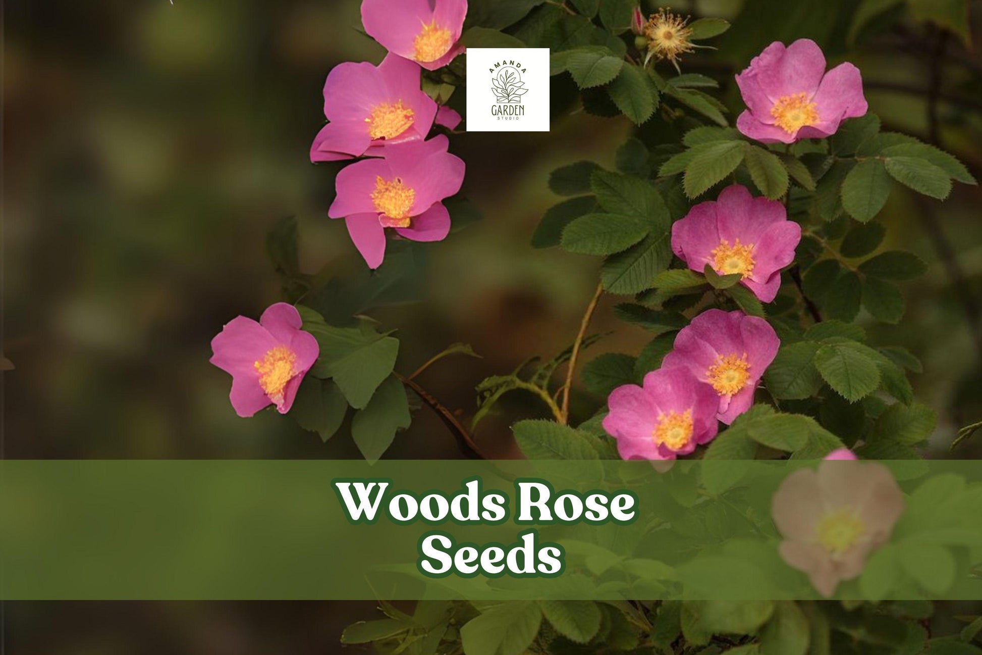 50 Woods Rose Seeds – Rosa woodsii Wild Rose Perennial Shrub with Pink Flowers for Gardens & Wildlife