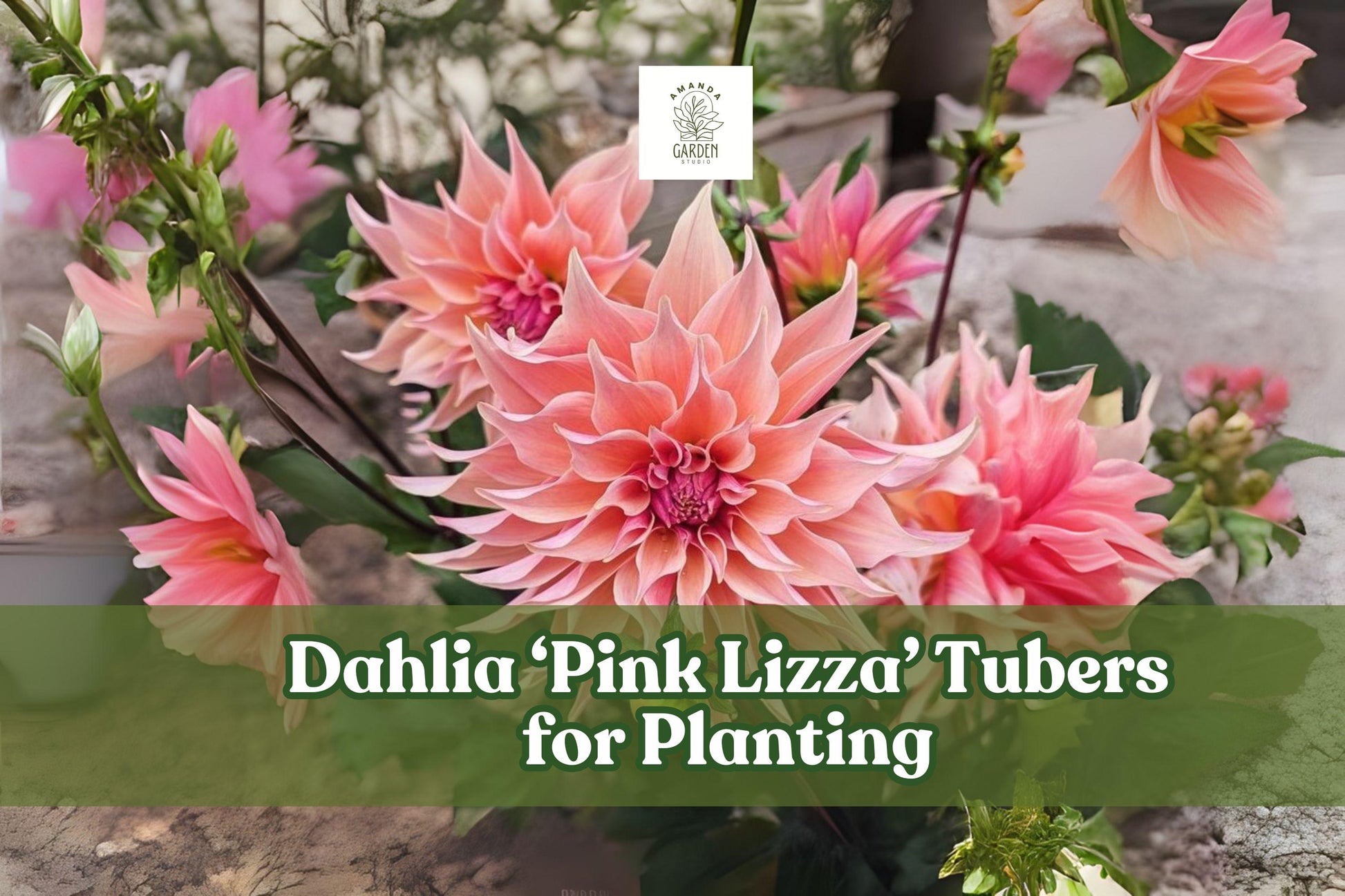 Pink Lizza Dahlia Tubers – Large Bright Pink Blooms, Tuberous Perennial for Borders, Flower Beds & Cutting Gardens