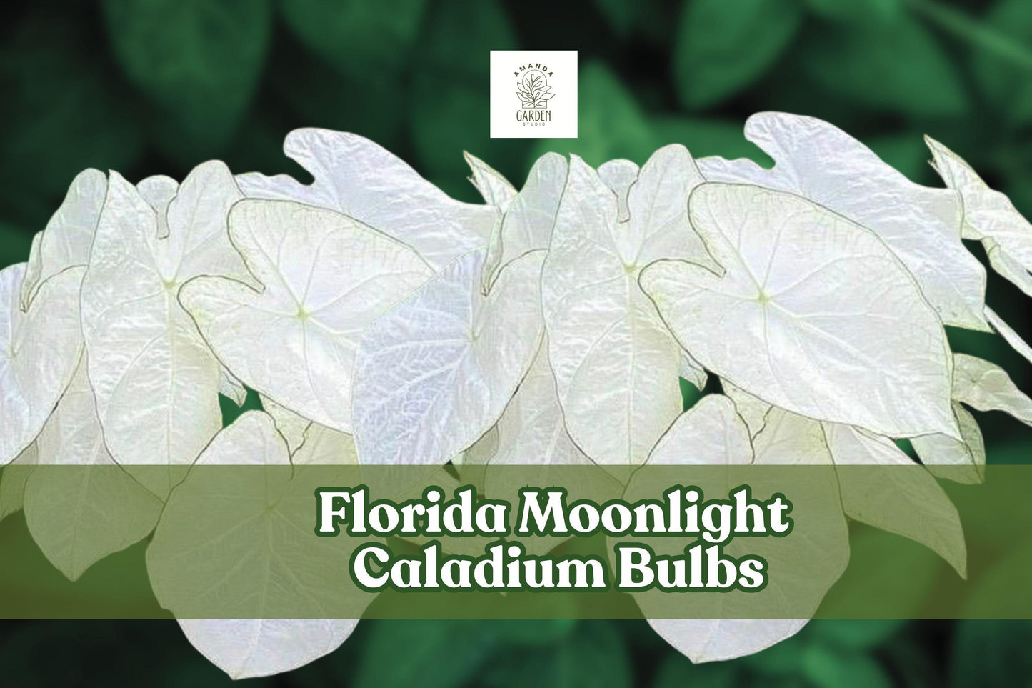 Florida Moonlight Caladium Bulbs – White Foliage for Shady Gardens & Containers – Caladium bicolor