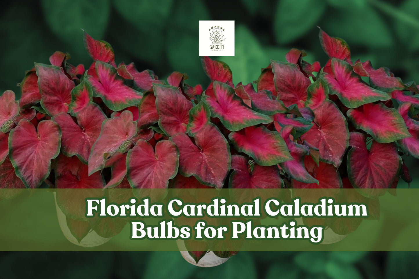 Florida Cardinal Caladium Bulbs – 6 Tubers, Red & Green Foliage, Shade Garden Tropical Ornamental Plant, Caladium bicolor