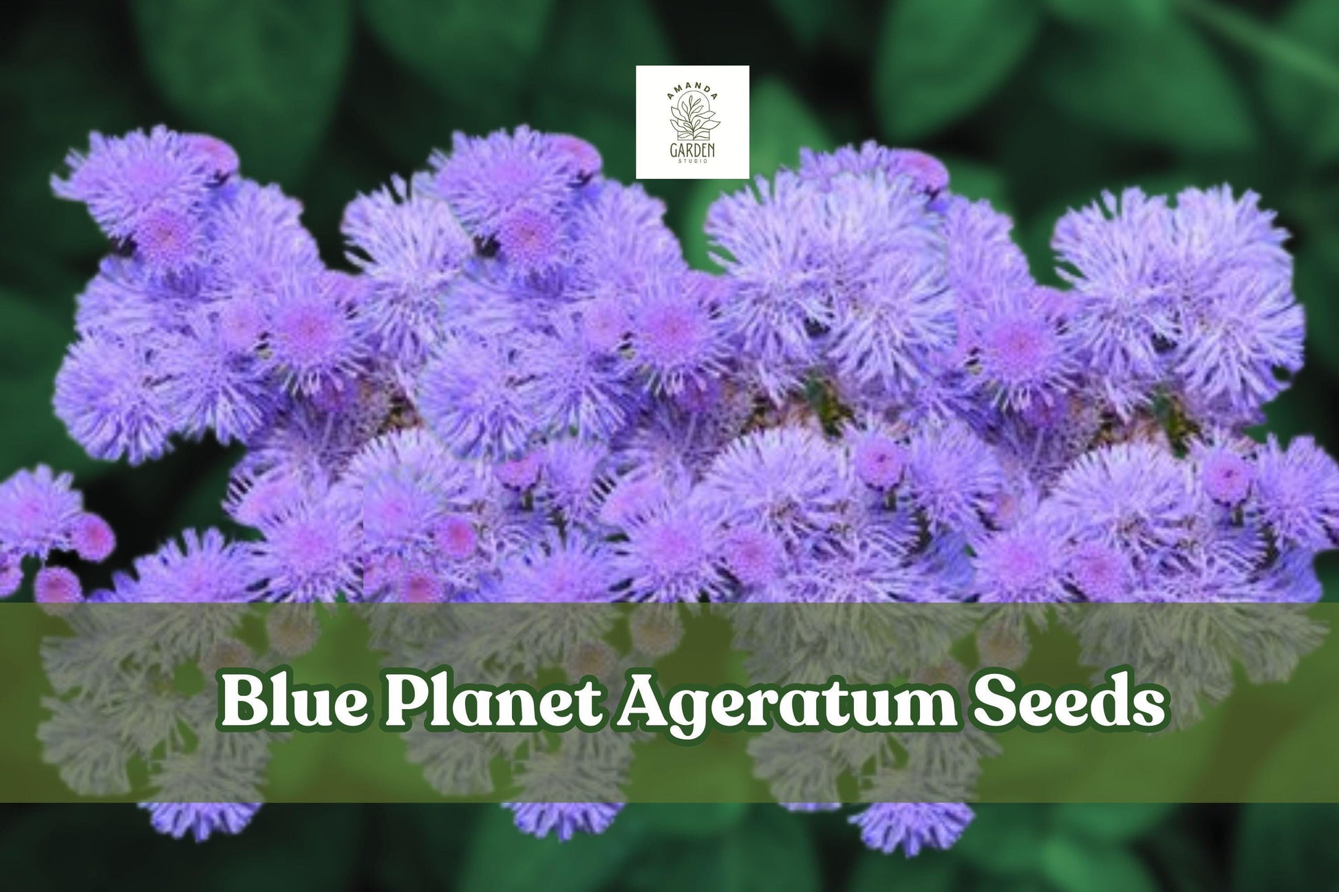 Blue Planet Ageratum Seeds – Fluffy Blue Flowers, Pollinator Friendly, Annual, 8–12 Inches, Ageratum houstonianum