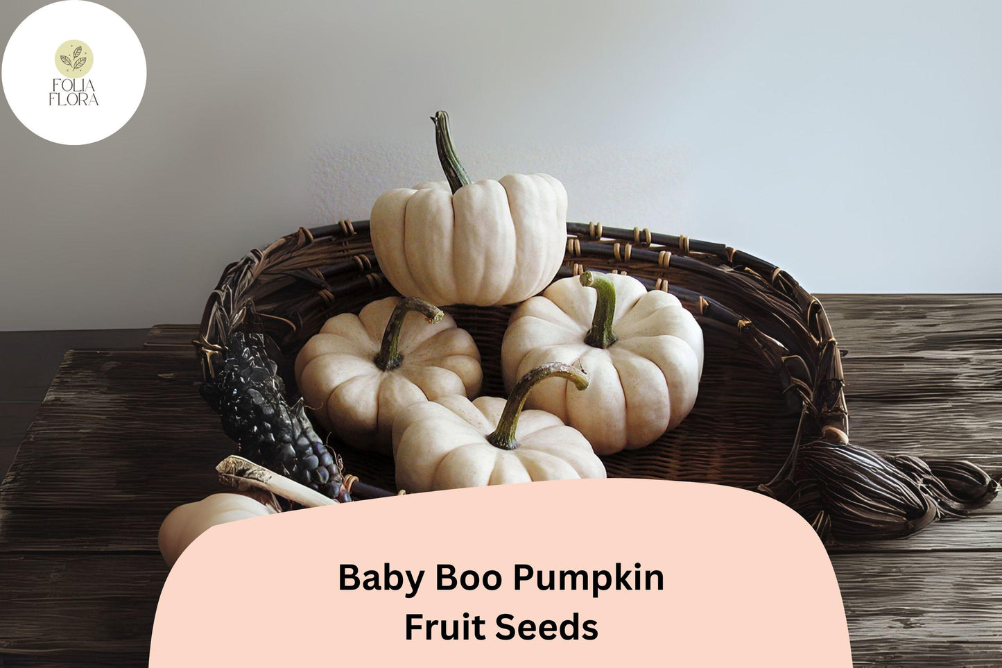 Baby Boo Pumpkin Seeds | Mini White Pumpkins, Compact Vines, Cucurbita pepo, Fall Decoration & Crafts
