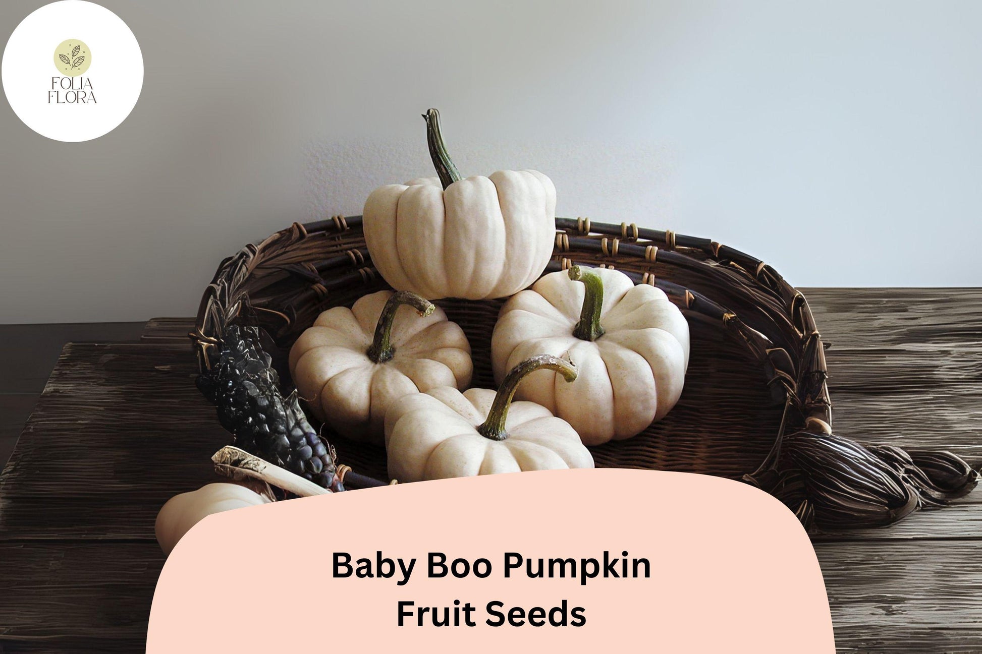 Baby Boo Pumpkin Seeds | Mini White Pumpkins, Compact Vines, Cucurbita pepo, Fall Decoration & Crafts
