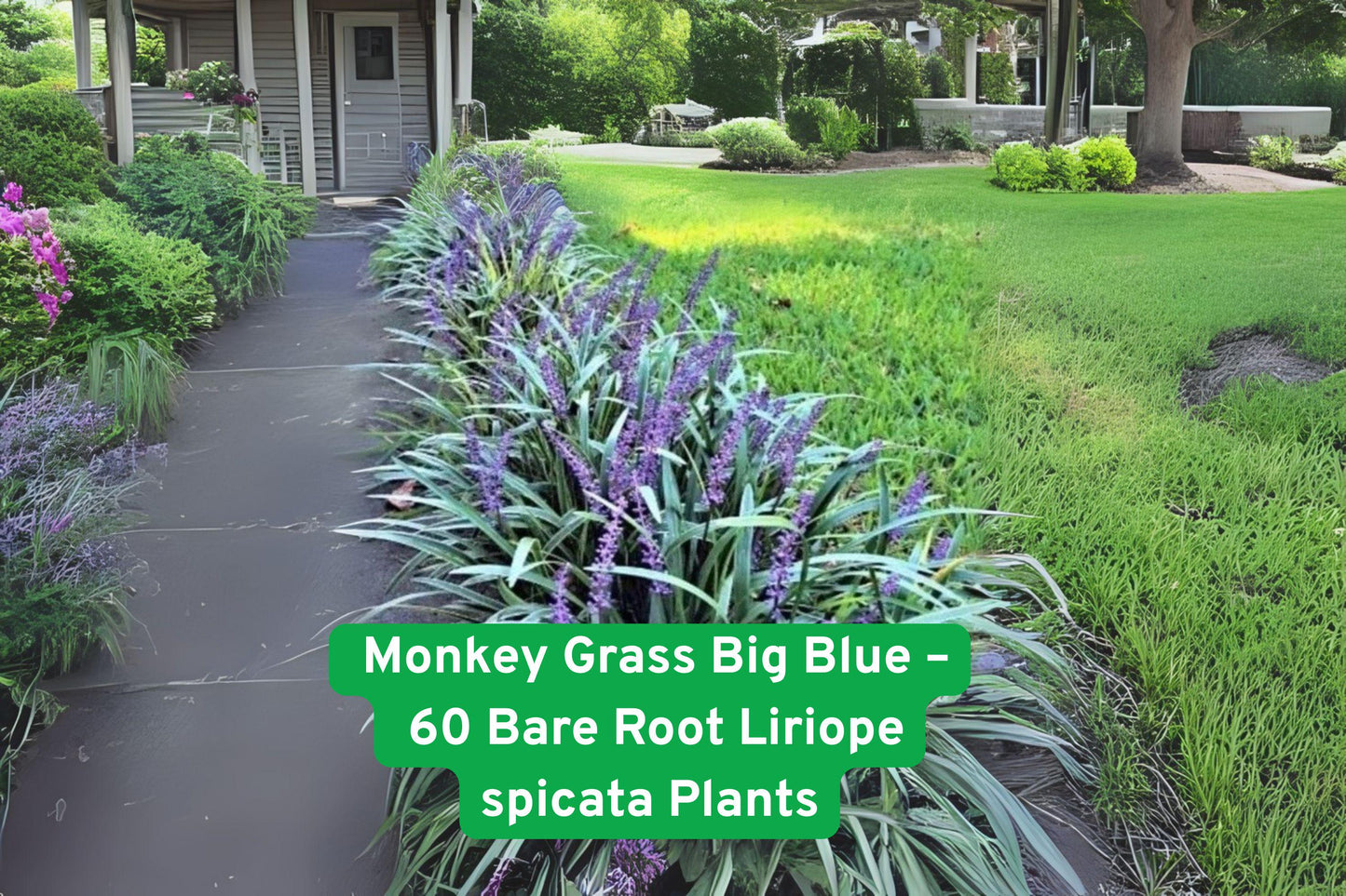 big blue monkey grass, liriope spicata ground cover, perennial border plant, low maintenance landscaping, shade tolerant ground cover, clumping grass plants, drought resistant greenery, garden edging plant, blue foliage ground cover, hardy perennial plants, fast growing landscape plant, bare root grass plants, zone 5 to 10 ground cover