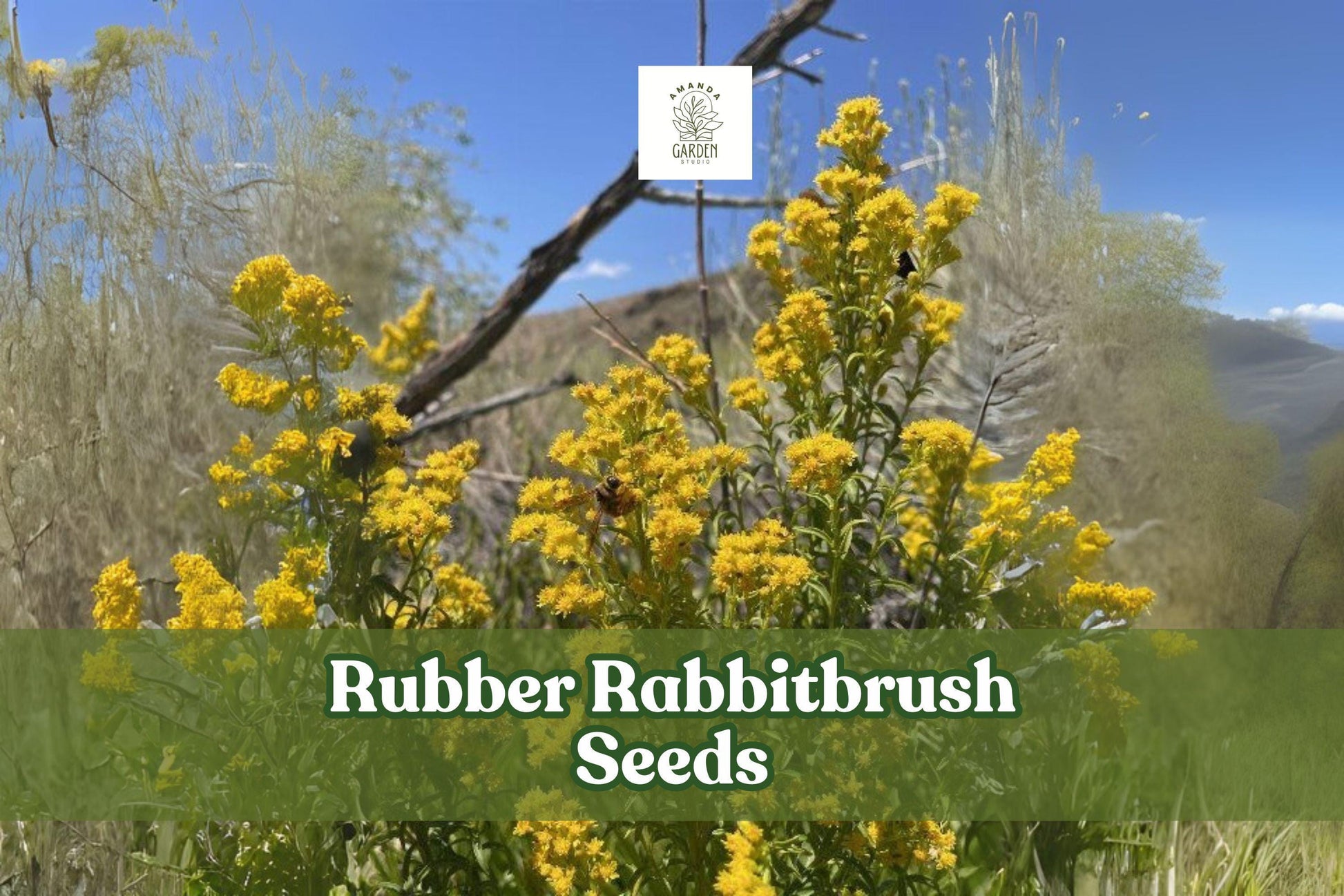 100 Rubber Rabbitbrush Seeds – Ericameria nauseosa Perennial Shrub for Xeriscaping, Pollinator Gardens & Wildlife Habitat
