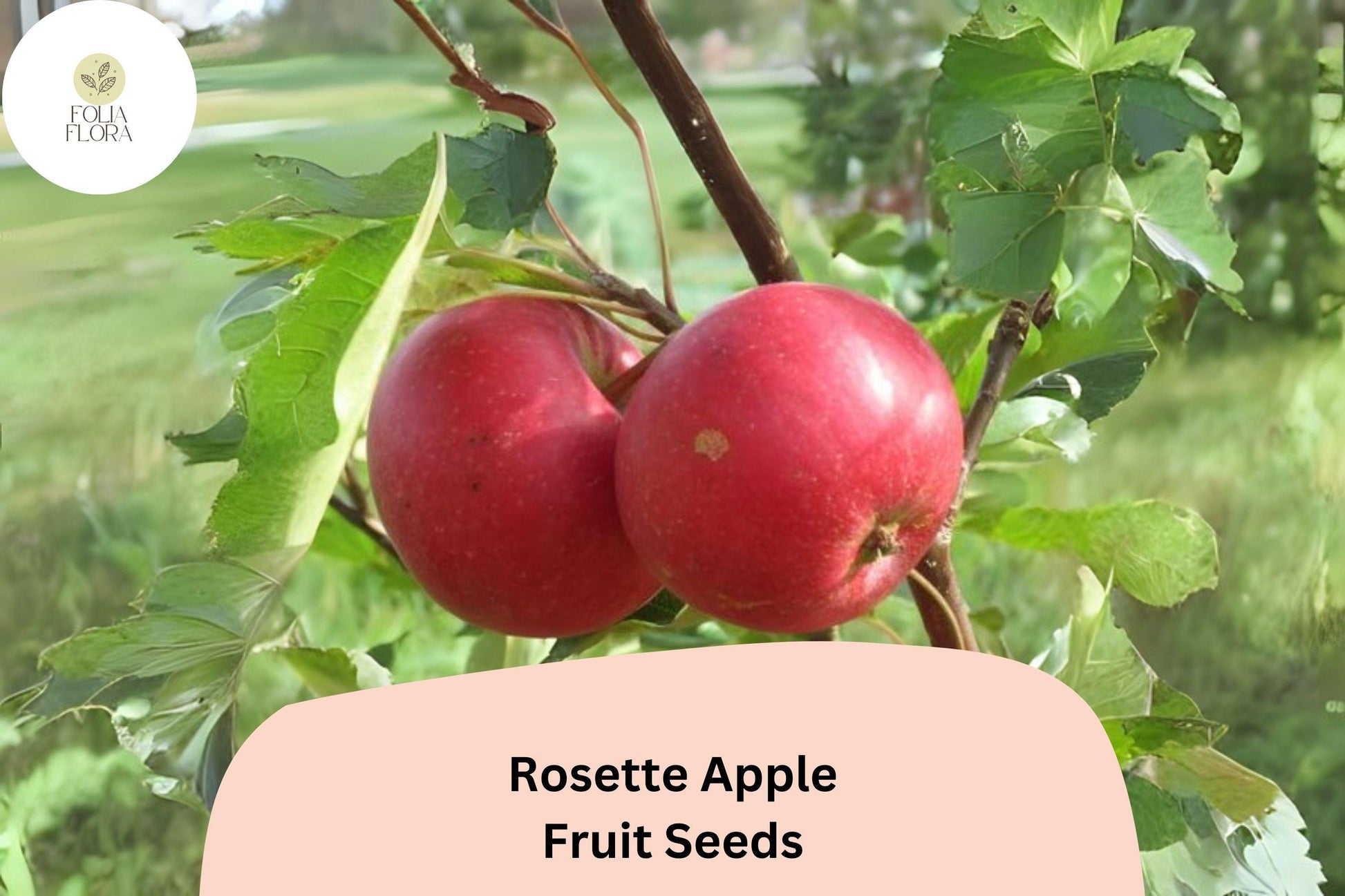 Rosette Apple Seeds (25+) | Red-Fleshed Malus domestica, Ornamental & Edible Fruit, Unique Pink-Red Interior