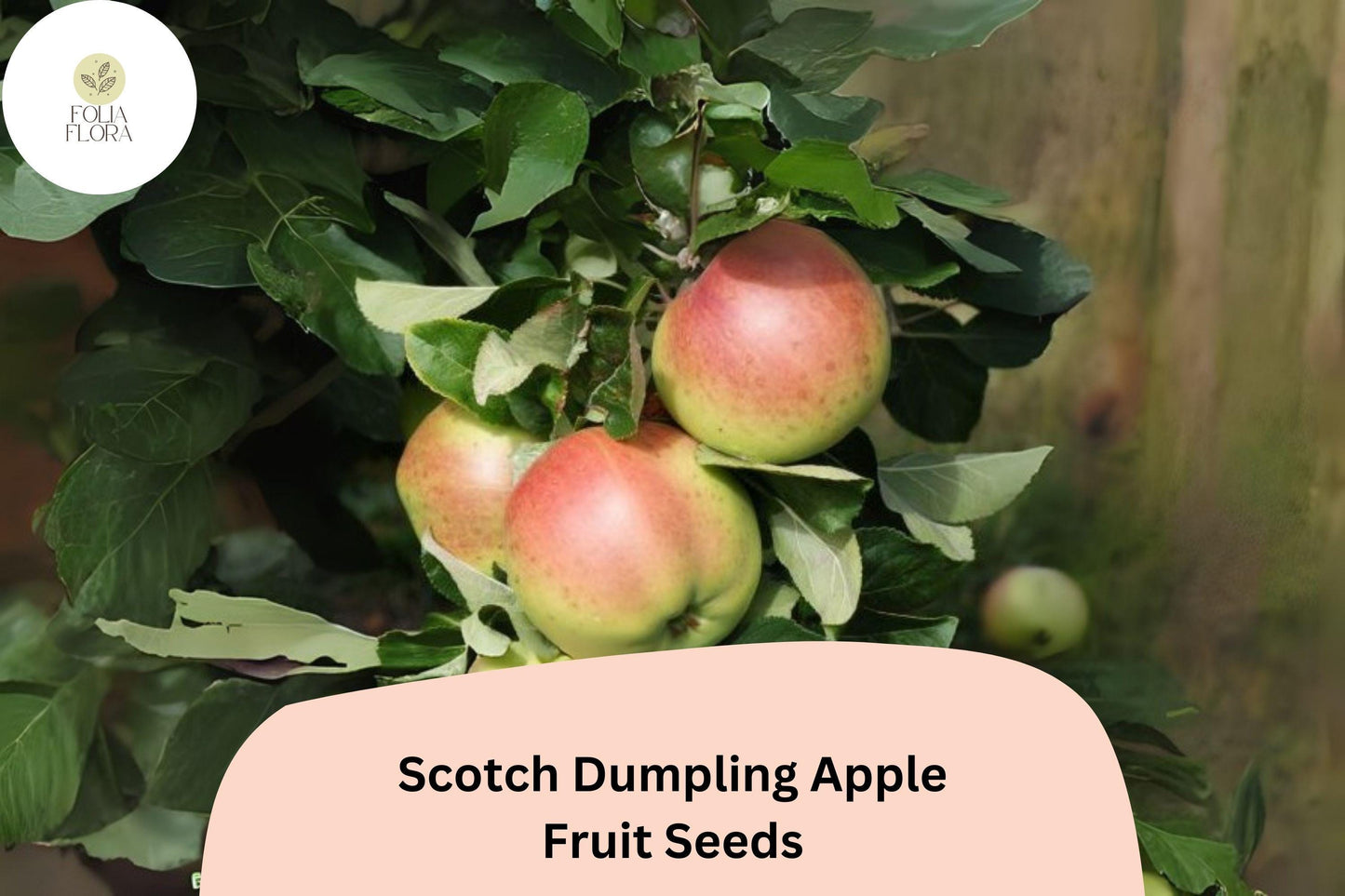 Scotch Dumpling Apple Seeds | Rare Heirloom Variety for Home Gardens & Orchards | Malus domestica