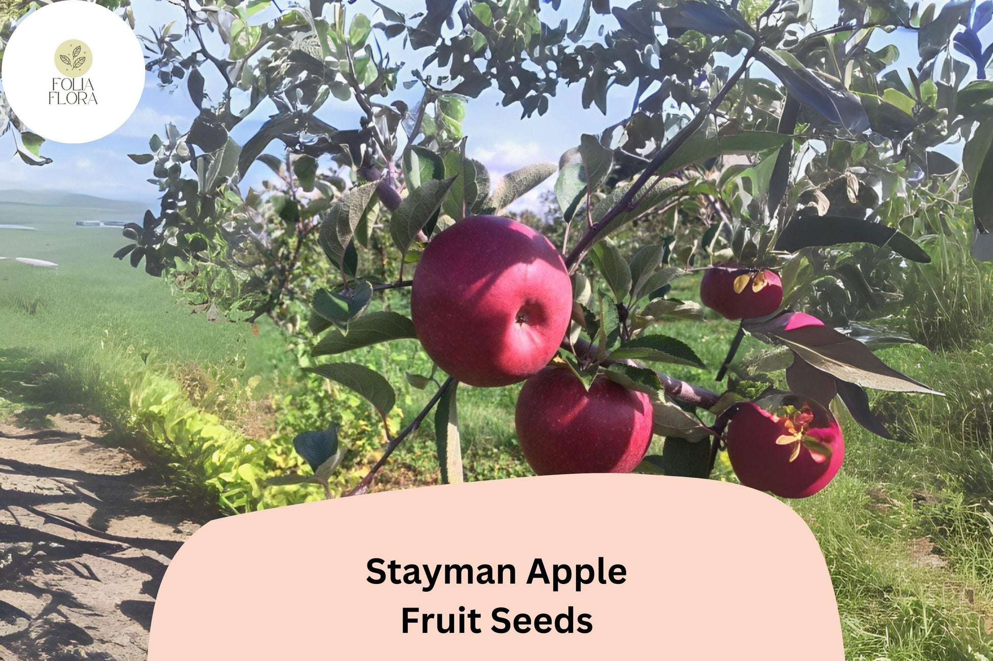 Stayman Apple Seeds, Heirloom Tart-Sweet Variety, Malus domestica, for Growing Fruit Trees