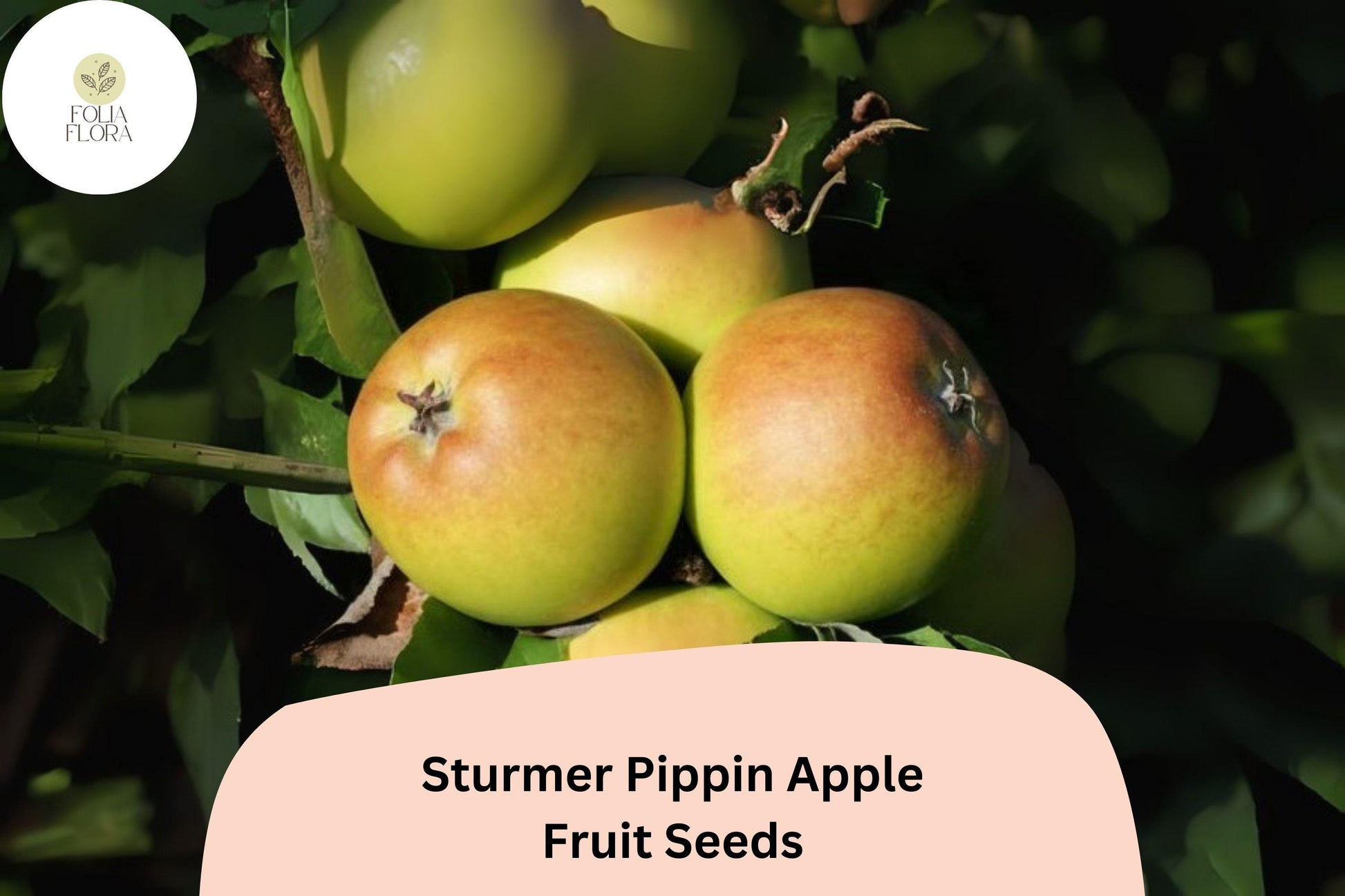 Sturmer Pippin Apple Seeds | Heirloom Malus domestica | Long-Storage English Apple Variety