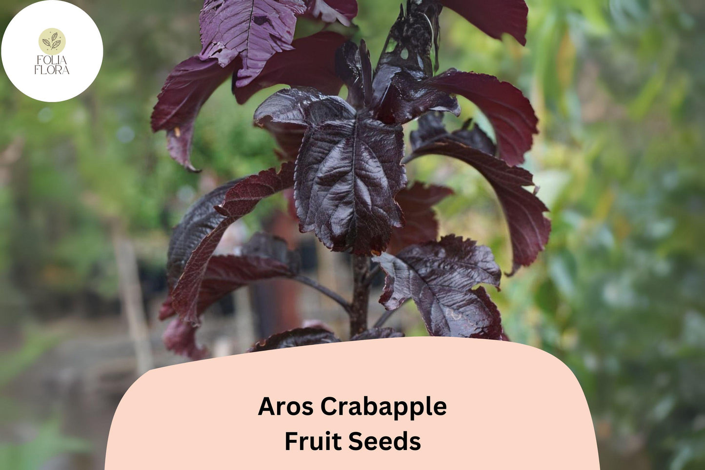 Aros Crabapple Seeds, Deep Purple Foliage, Pink Blooms, Ornamental Malus 'Aros' for Landscaping, Garden, Pollinators