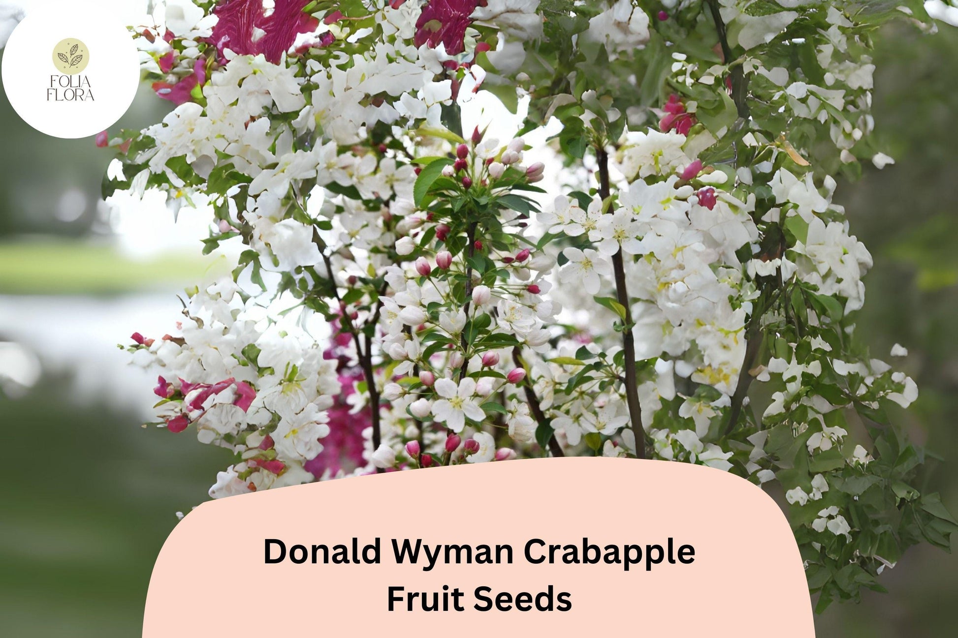 Donald Wyman Crabapple Seeds, Malus ‘Donald Wyman’, White Blossoms, Red Fruit, Ornamental Tree, Bird & Pollinator Attracting
